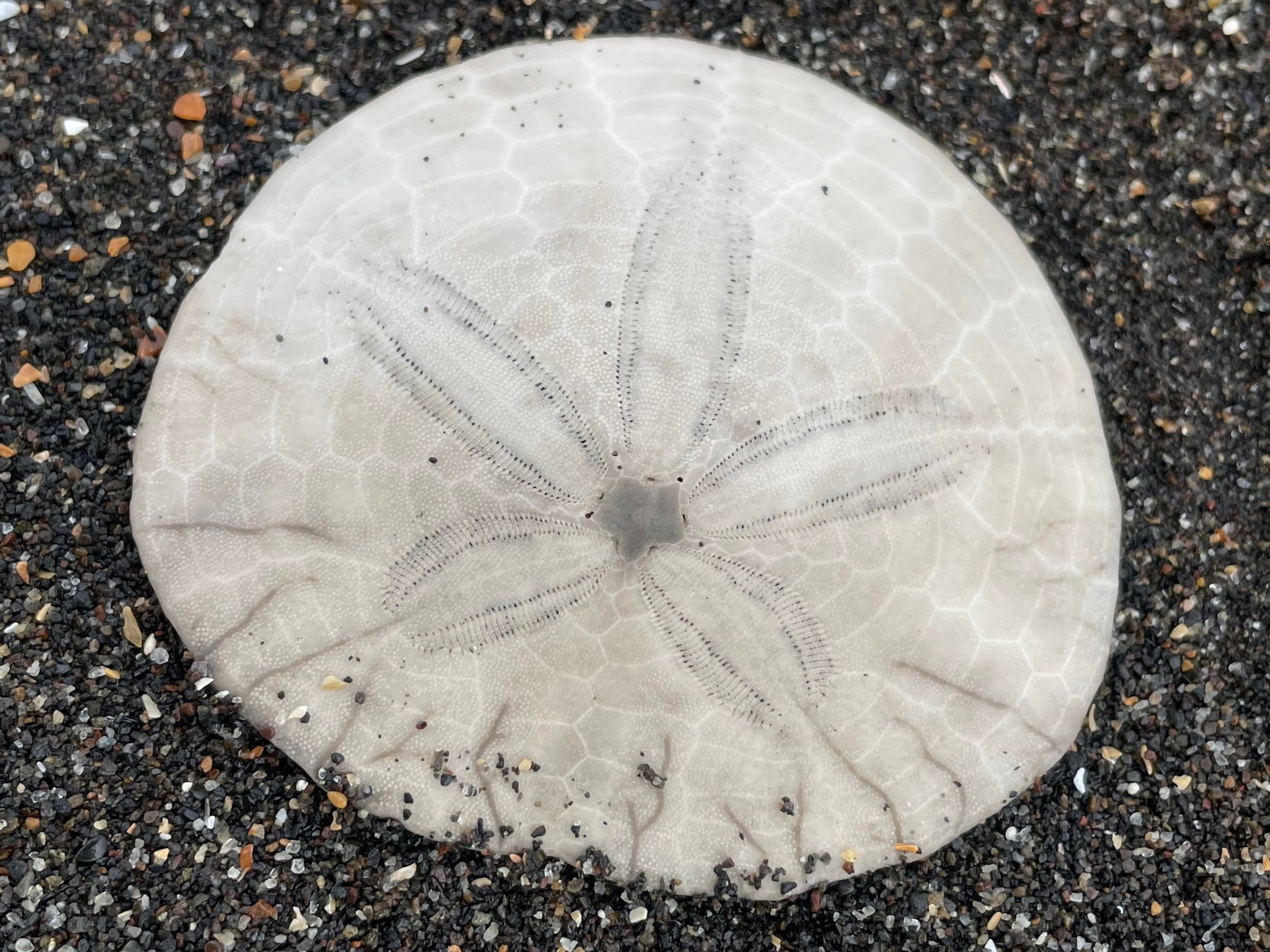 A close up of a sand dollar laying in black sand.