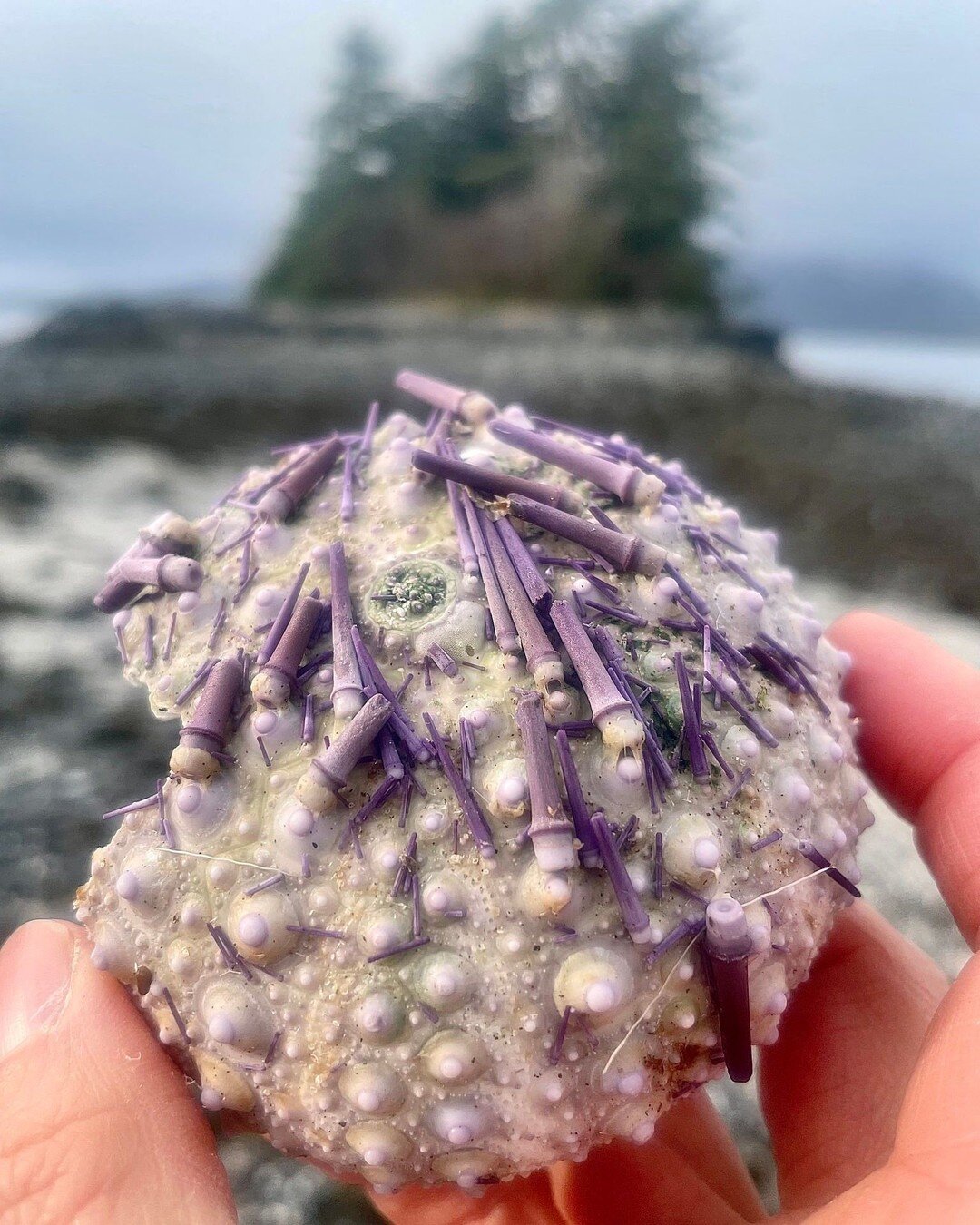 Purple sea urchin shell found while beach combing. 

#seaurchinshell 
#beachcombing 
#beachfinds 
#getoutside 
#experiencesoverthings 
#photooftheday 
#nature 
#travel 
#sea 
#vitaminsea 
#visitsitka
#sitkaalaska
#travelsitka
#sitkalife
#southeastala
