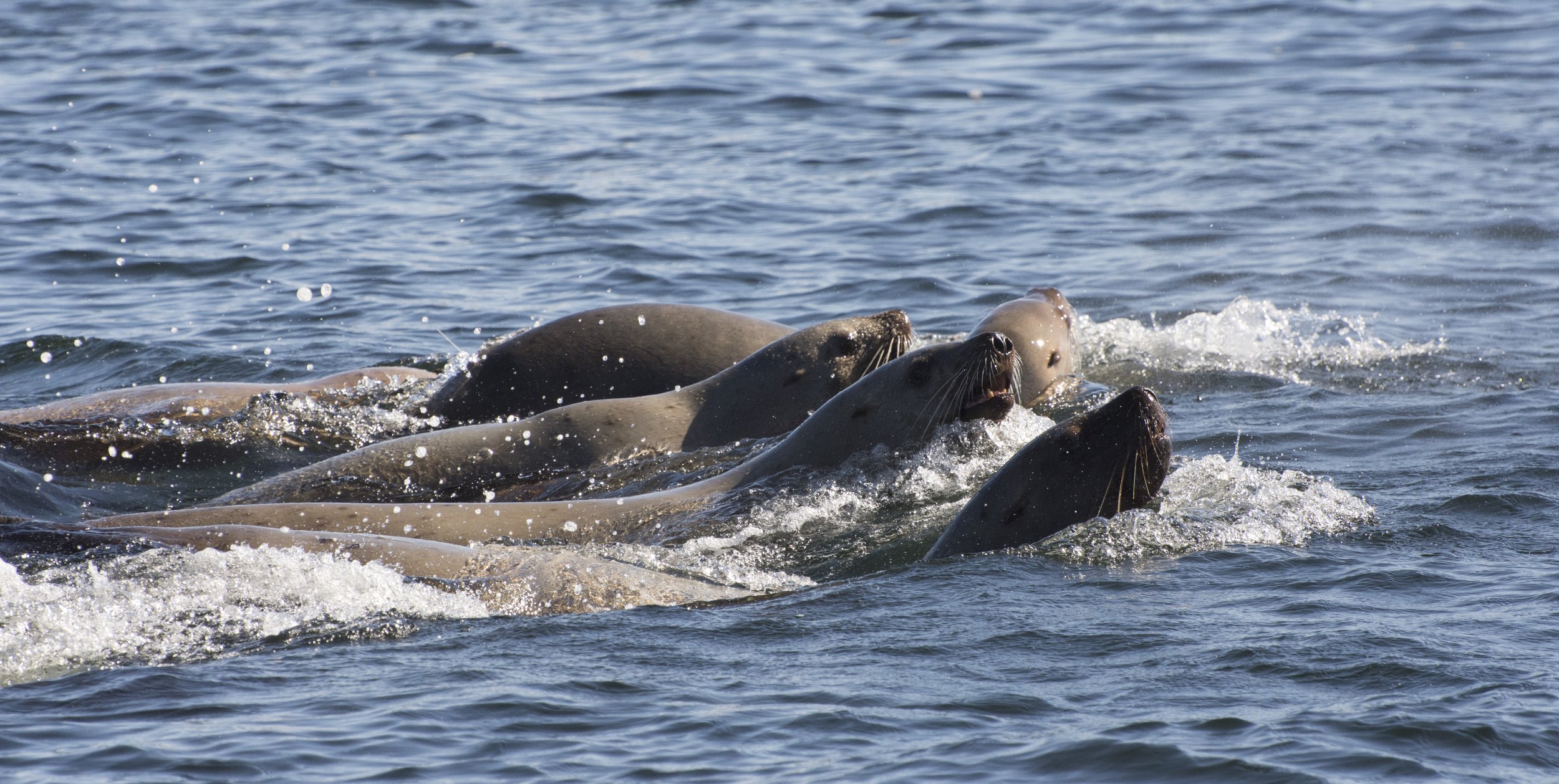 4 Sea Lions.jpg