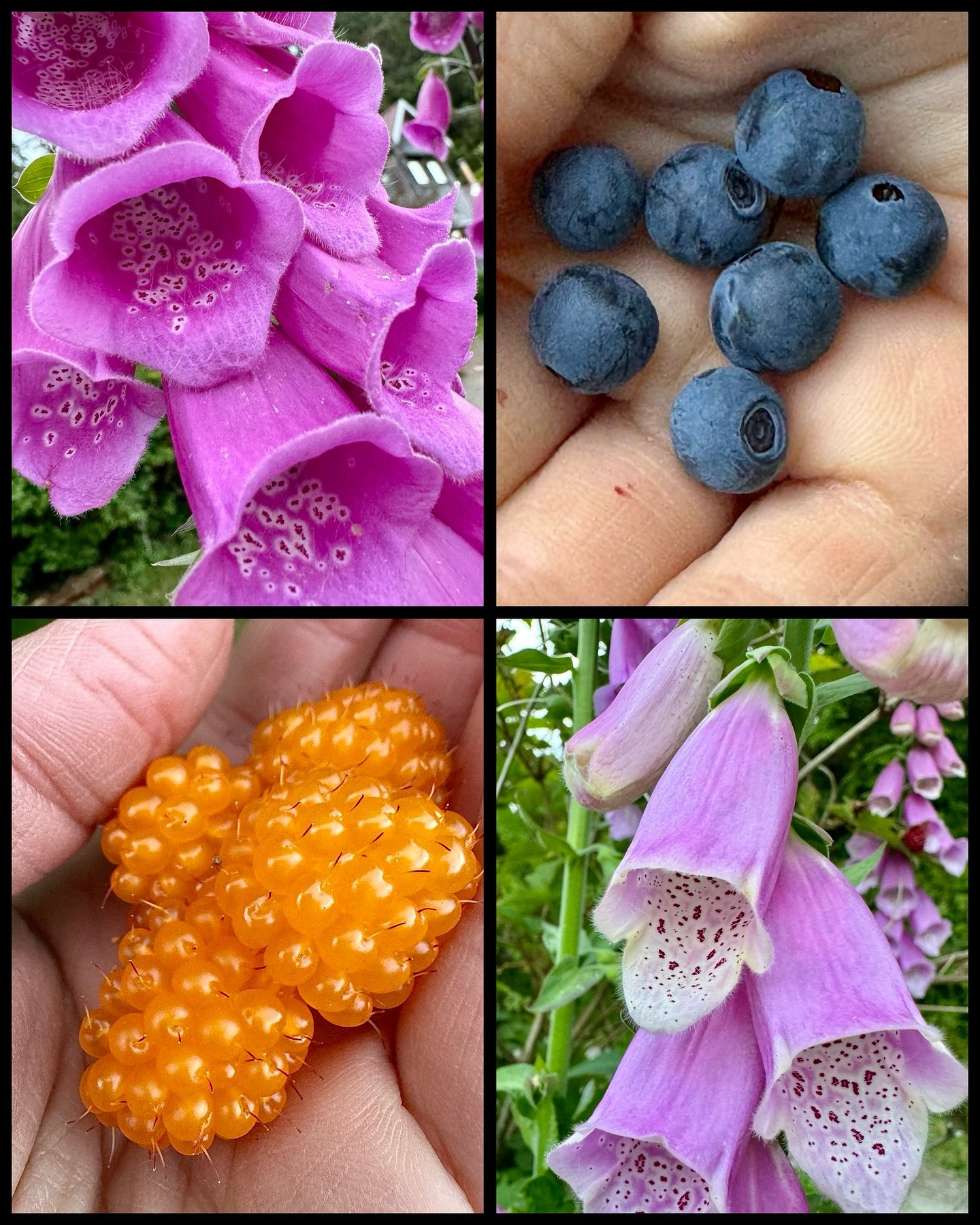 Southeast Alaska summer colors and flavors are popping! 

#abccoastalexcursions 
#southeastalaska
#seak
#salmonberries
#blueberries
#foxglove
#summertime
#alaskavacation
#alaska