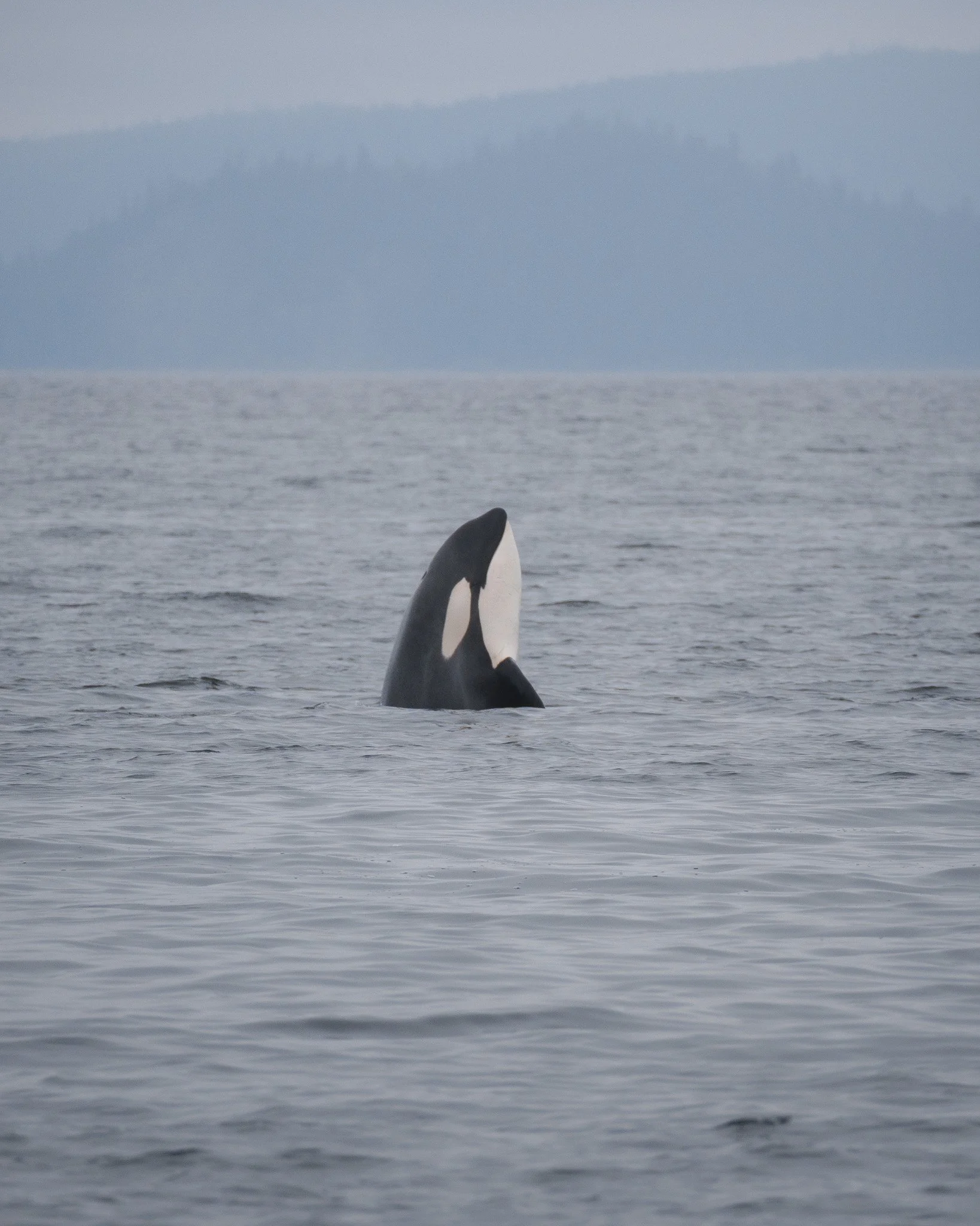 Orca Nose Up.jpg
