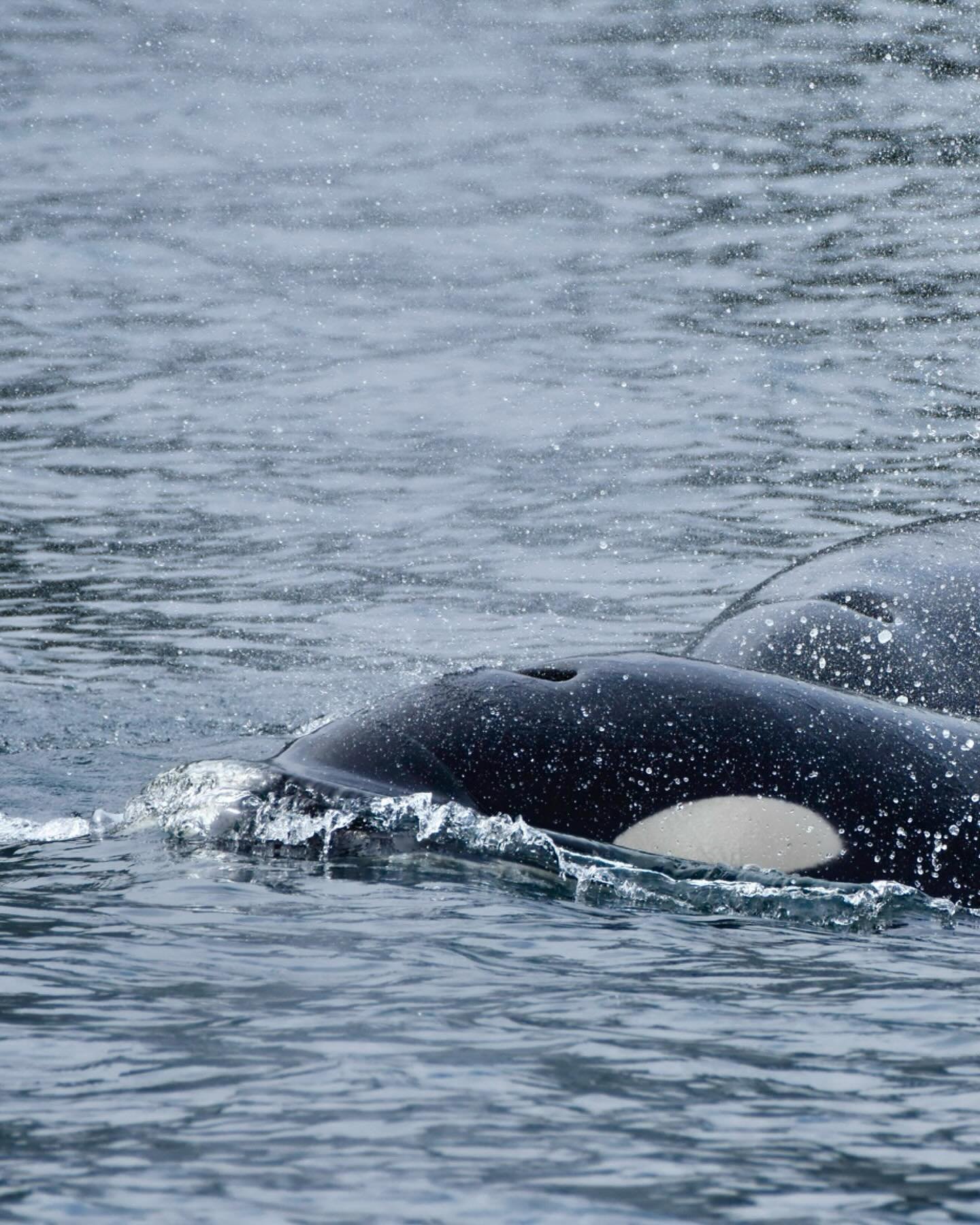 These two orca whales charged through the sound and popped up super close to the Silver Lady while we were fishing for king salmon. Fishing was shot for the day, but this show was pretty epic. You can&rsquo;t beat a day on the water when the wildlife