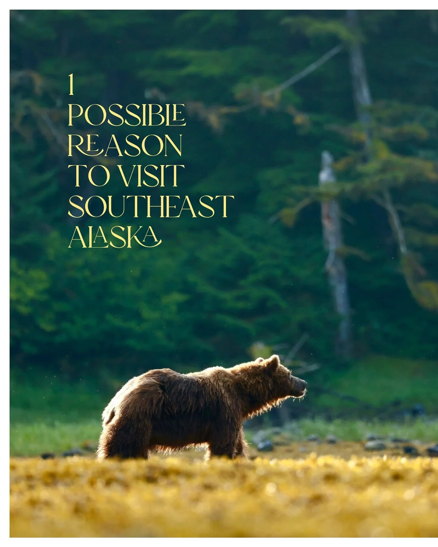 There are so many reasons to visit Southeast Alaska, it&rsquo;s not possible to list them all. These are some of our guests favorites though. 

#abccoastalexcursions #charteryacht #alaskavacation #wildlife #brownbear #seaotter #orca #eagle 

Bear 📷 