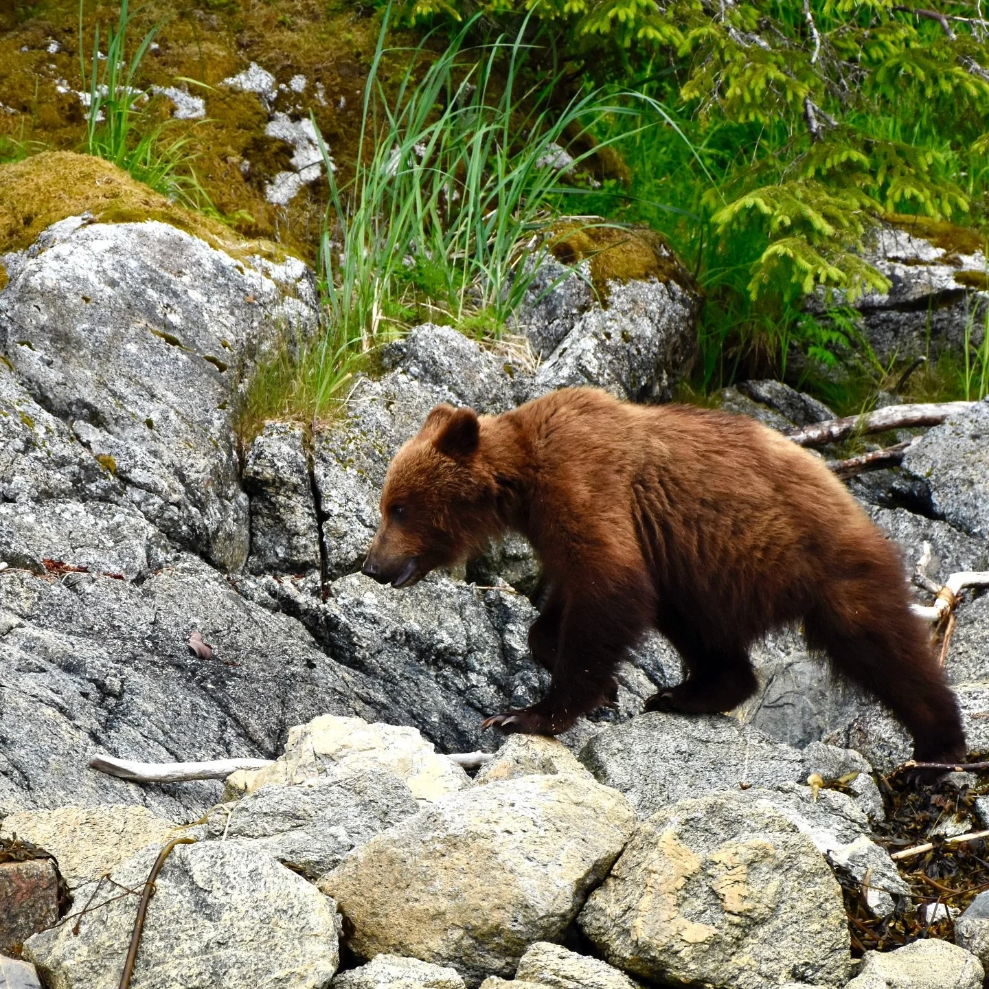 This brown bear cub skirted the shore snacking on small clams, mussels, and shore crab. 

#abccoastalexcursions 
#southeastalaska
#brownbear
#travelalaska
#visitsitka