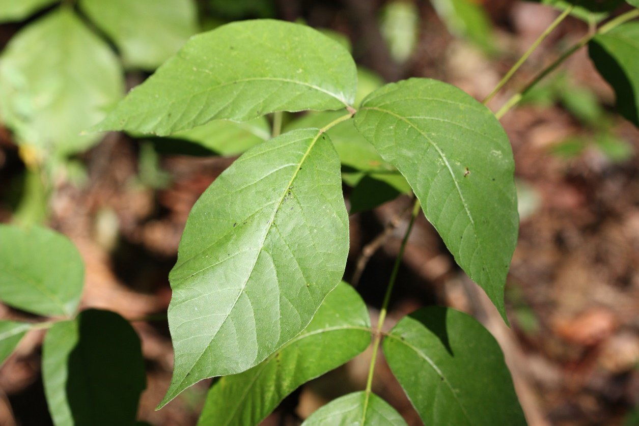 Identifying Poison Ivy