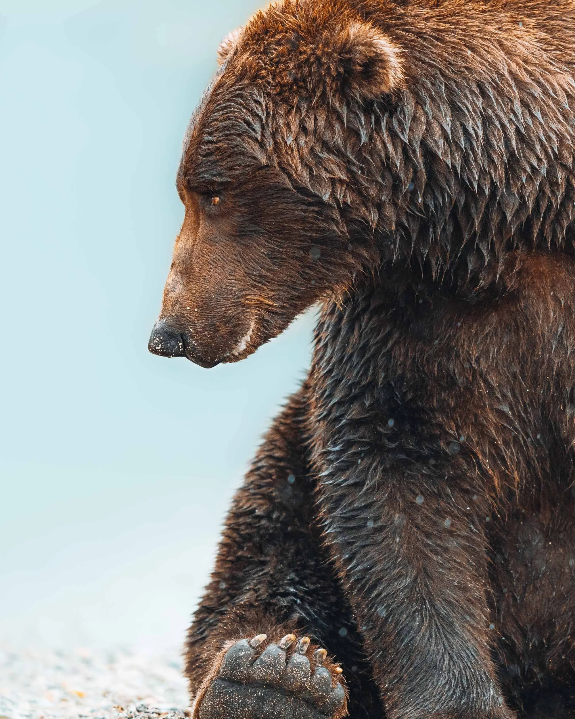bear-wildlife-Alaska-Katmai-nature-outdoor-photography.jpg