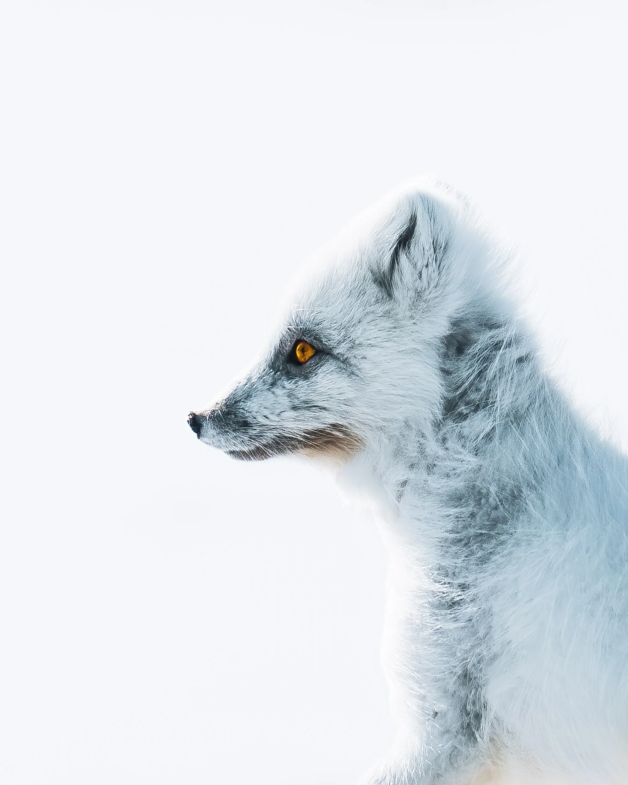 Arctic-fox-Svalbard-Alaska-animal-wildlife-nature-1.jpg