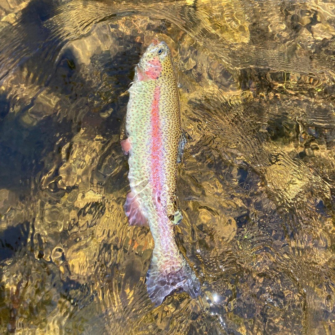 One of our guides, Glenn, got out over Easter Weekend and reported a good dry fly bite on numerous caddis and BWO patterns. The bite is picking up- DM to book!  #blairstownnj #warrencountynj #warrencounty #fishingreport #browntown #blueline #brookie 