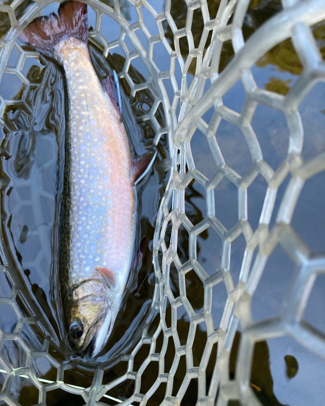 One of our guides, Glenn, recently got on a great dry fly bite up on the BFB, catching stocked Rainbows with a surprise Brook Trout mixed in!

Book now, we have been getting on excellent BWO, midge, and caddis hatches. Many of the summer Mayfly hatch