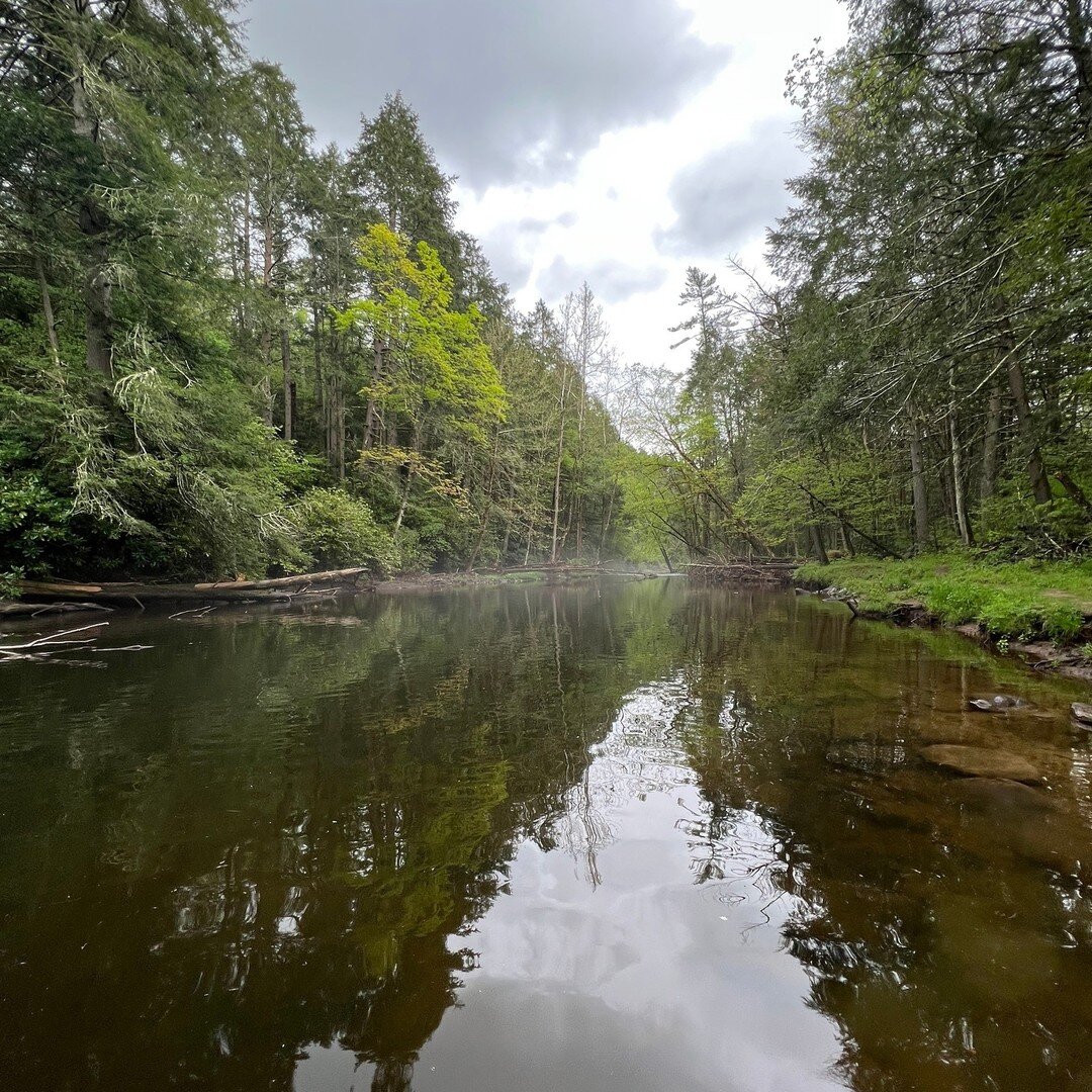Views from one of our Northern New Jersey freestones, message us now to book and get on the bite! 

 #blairstownnj #warrencountynj #warrencounty #fishingreport #browntown #blueline #brookie #brooktrout #paulinskill #flatbrook #delawarewatergap #njfis