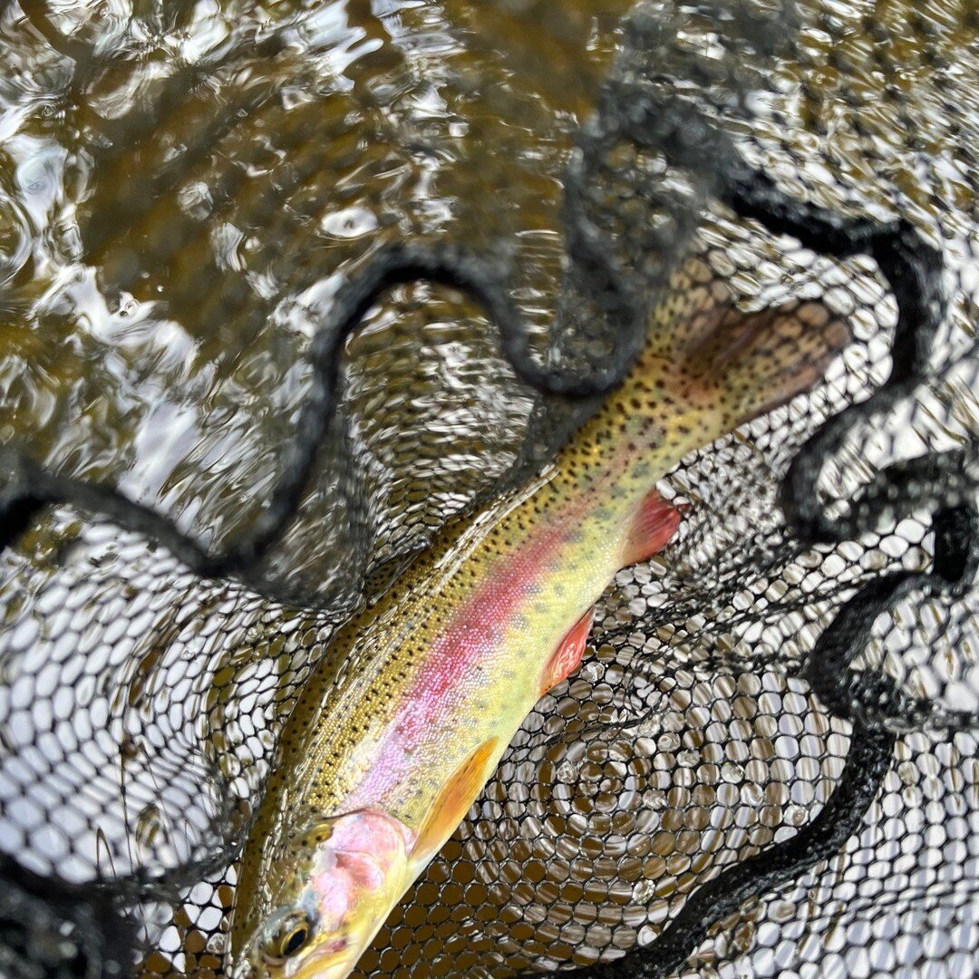 The rain in the last few days has the trout fired up! We have been having success on heavy nymphs fished deep in quicker water. There are still some openings for June trout fishing and we are on the cusp of smallie season. Book today!  #blairstownnj 