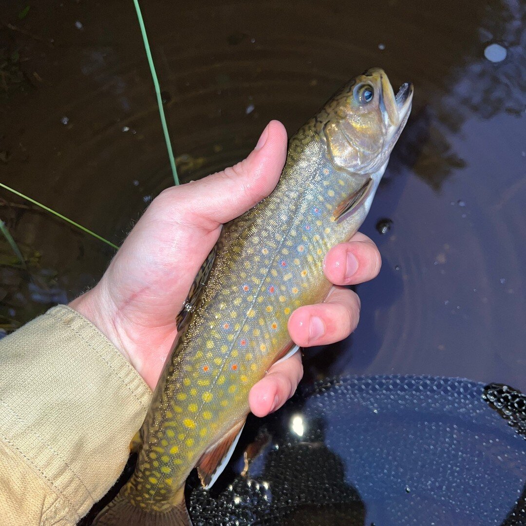 Now offering twilight trophy brook trout trips starting at $180. Limited availability. Now thru August.