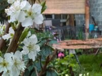 Spring in the garden with Margaret's workshop in the background