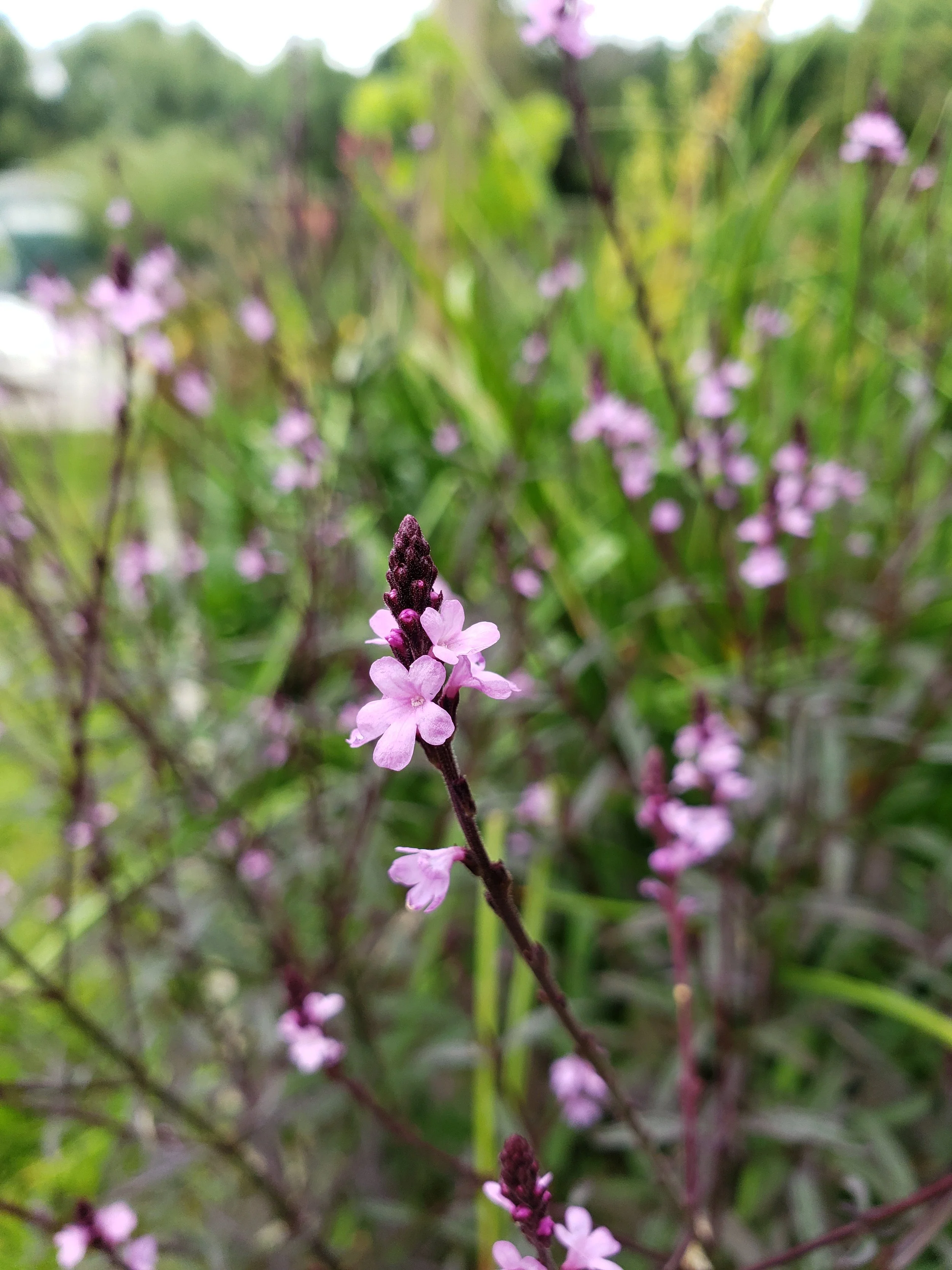 Close-up of a purple flowering plant with small pinkish-purple flowers on a thin stem, blurred green background.