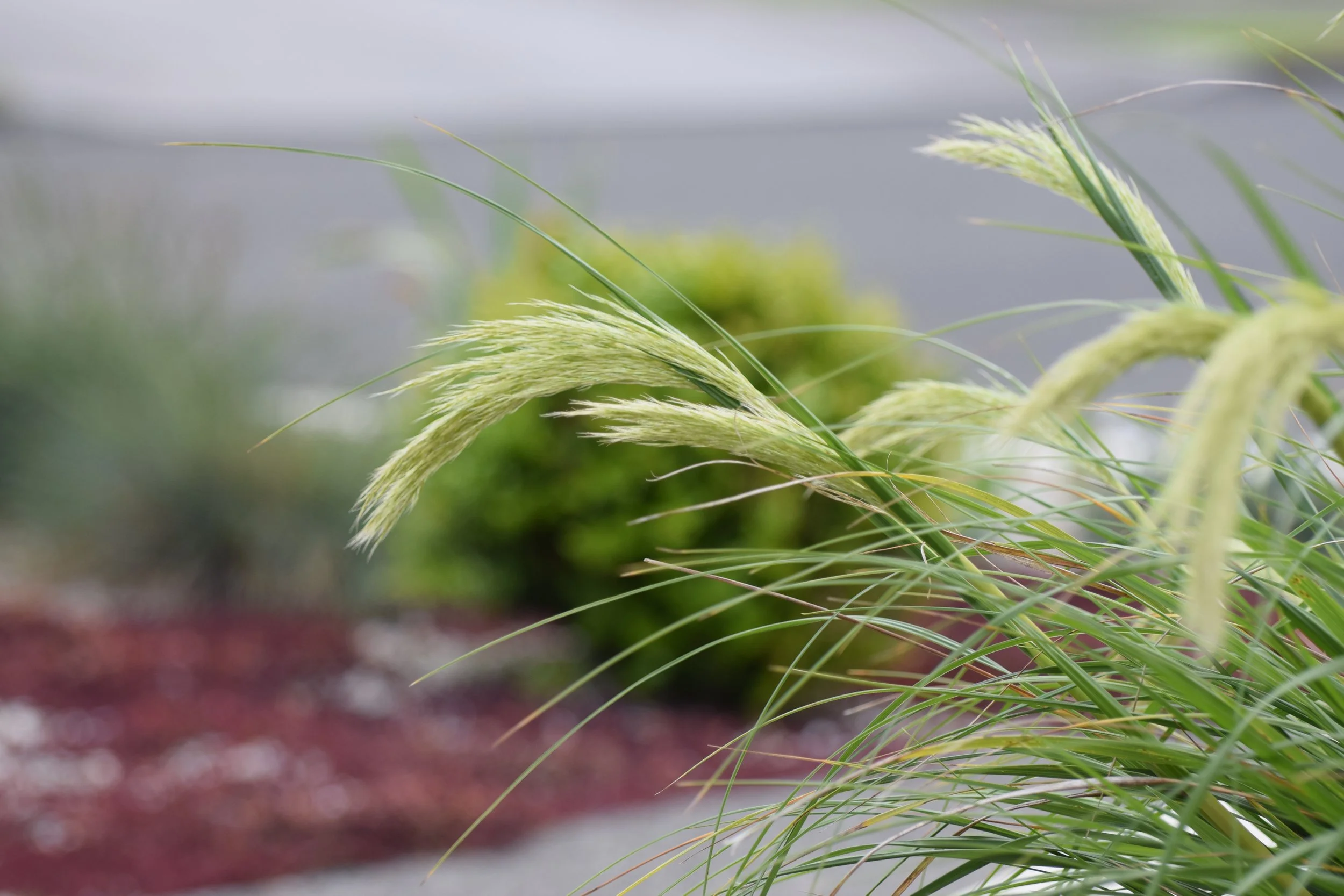 Close-up of ornamental grass with green blades and flowering seed heads.
