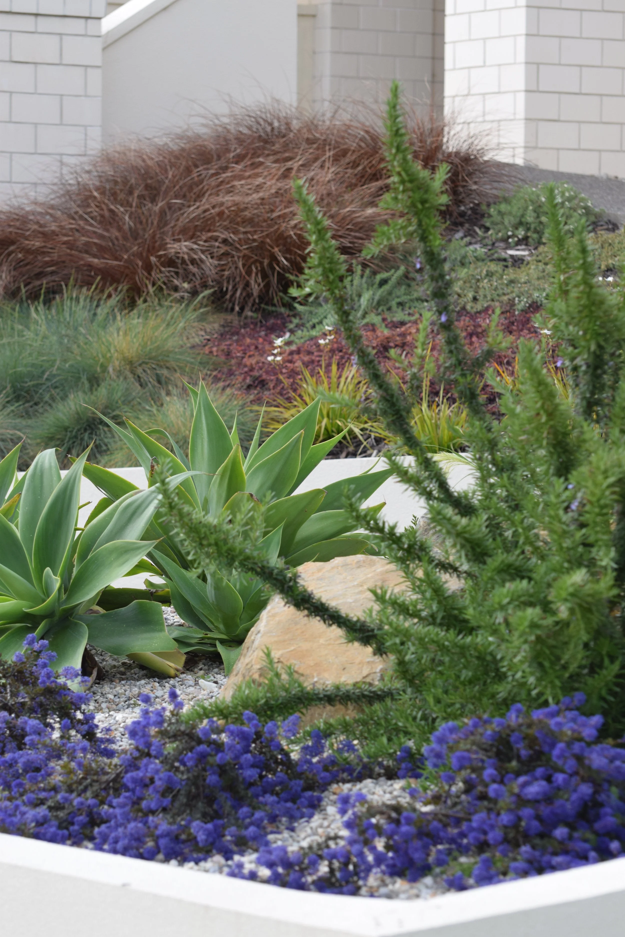 Close-up of a garden bed with various green plants, purple flowers, and decorative rocks in front of a light-colored brick wall.