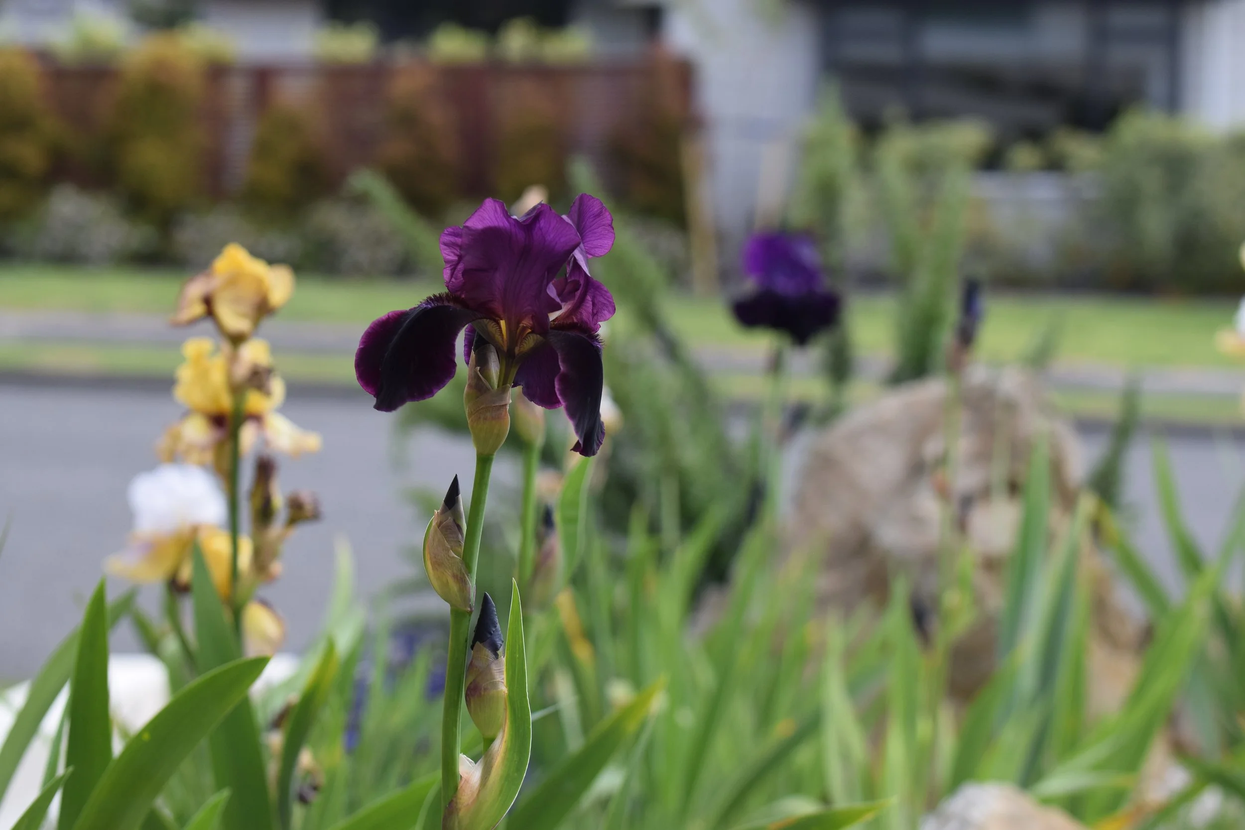 Close-up of purple and black irises in a garden with a blurred background of a wooden fence, a stone wall, and some plants.