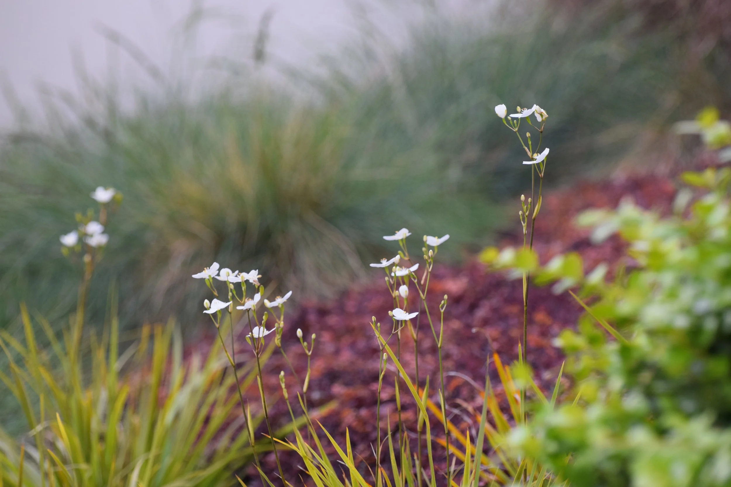 Small white flowers growing in a garden bed with green foliage and reddish mulch.