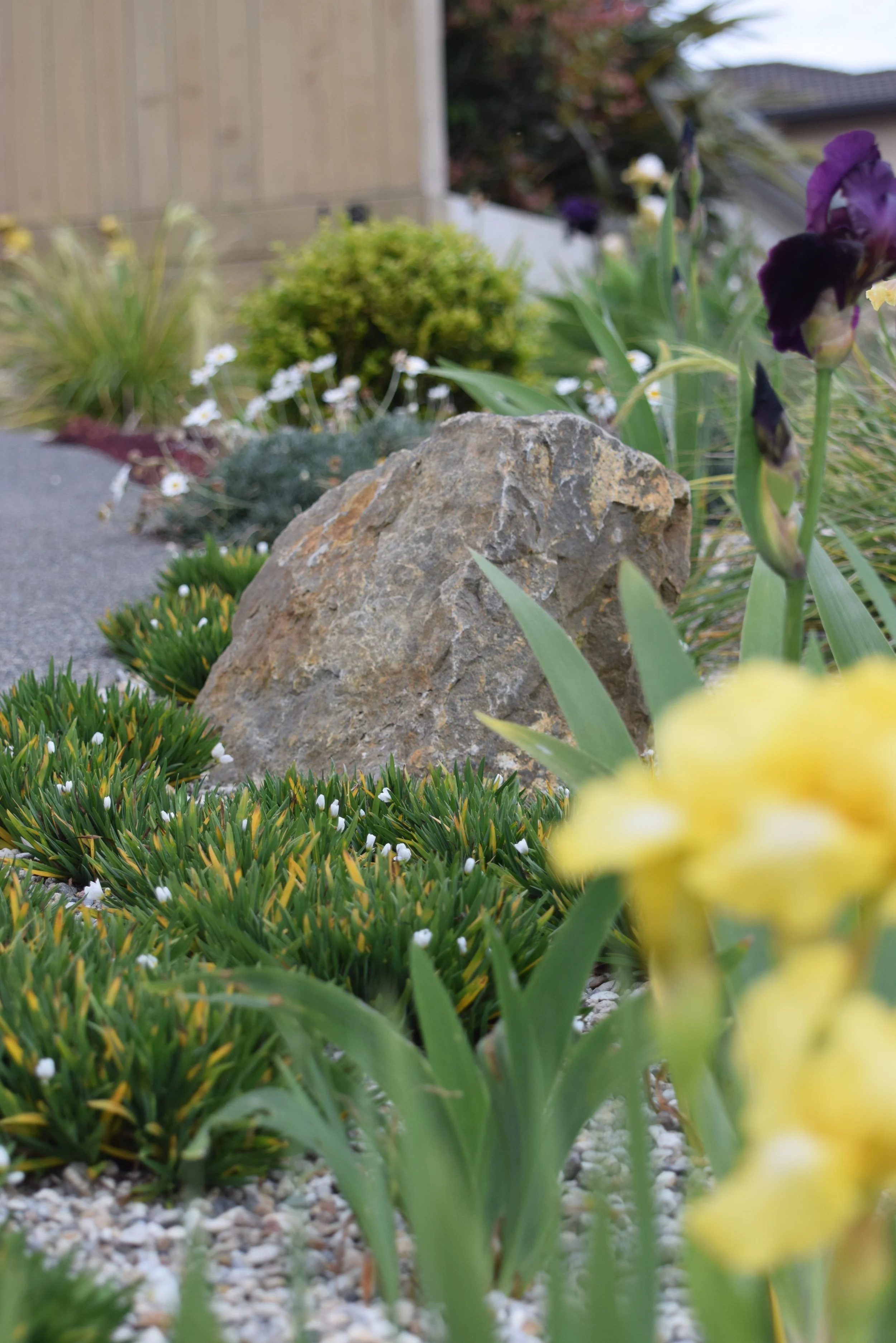 Close-up view of a rock and colorful flowers in a garden, with a wooden fence and house in the background.
