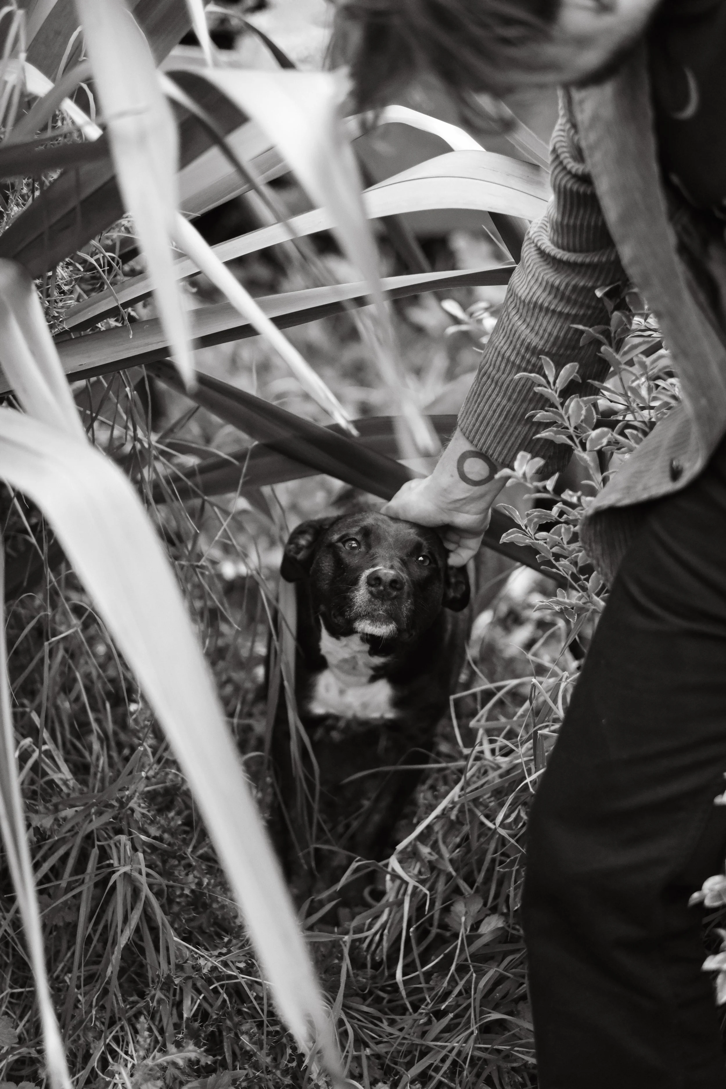 A person wearing a striped sweater and dark pants is gently holding a small black and white dog by the neck among tall grass and plants in an outdoor setting.