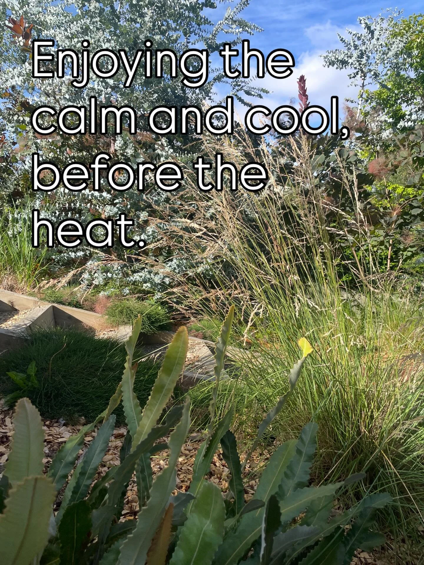 Just a few snaps as I water..
How good is this tune by the way!
.
.
#landscapedesign #droughtolerant #heatwave #plantdesign