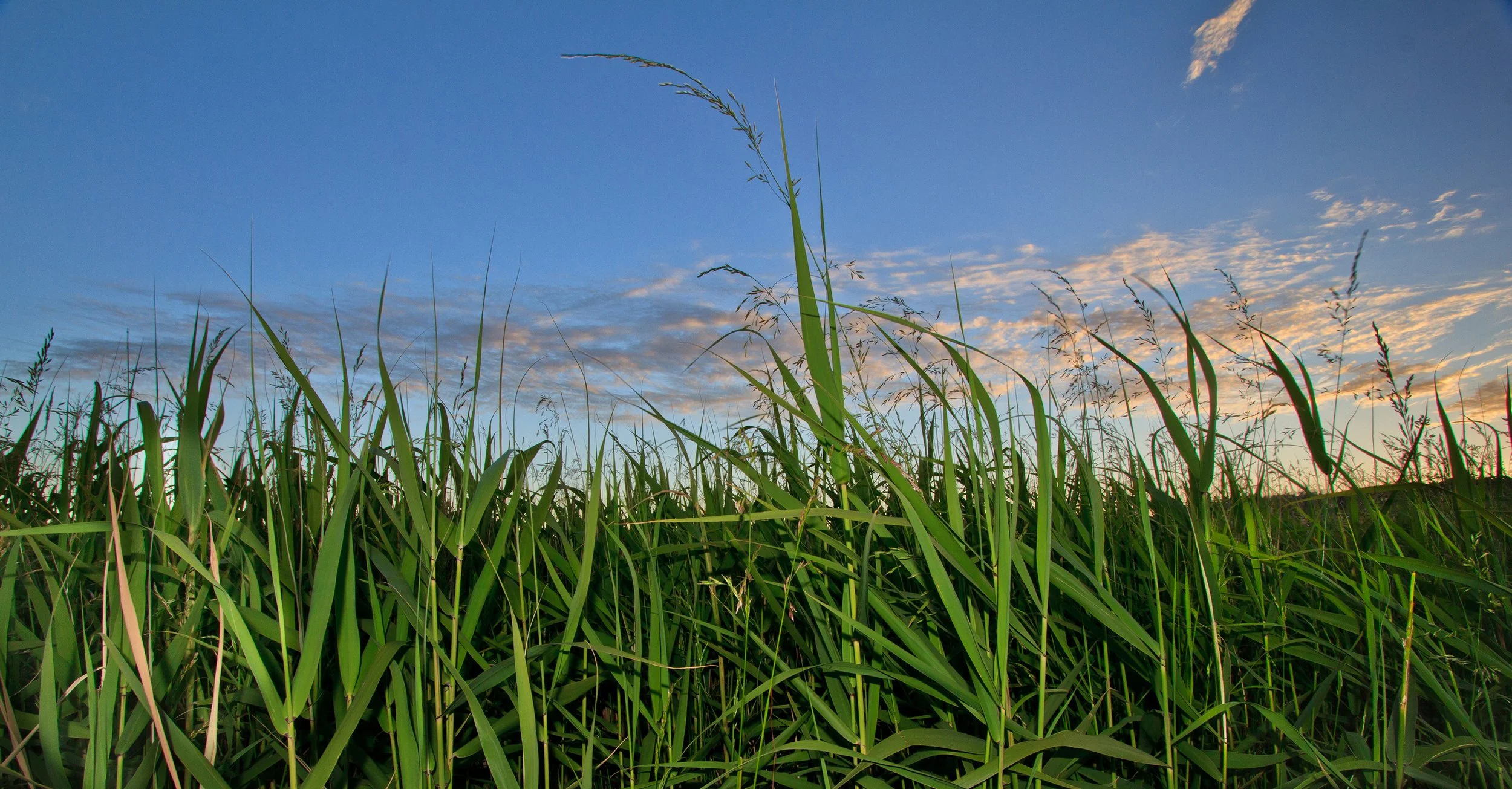 Sediment management — Tamar Estuary and Esk Rivers Program
