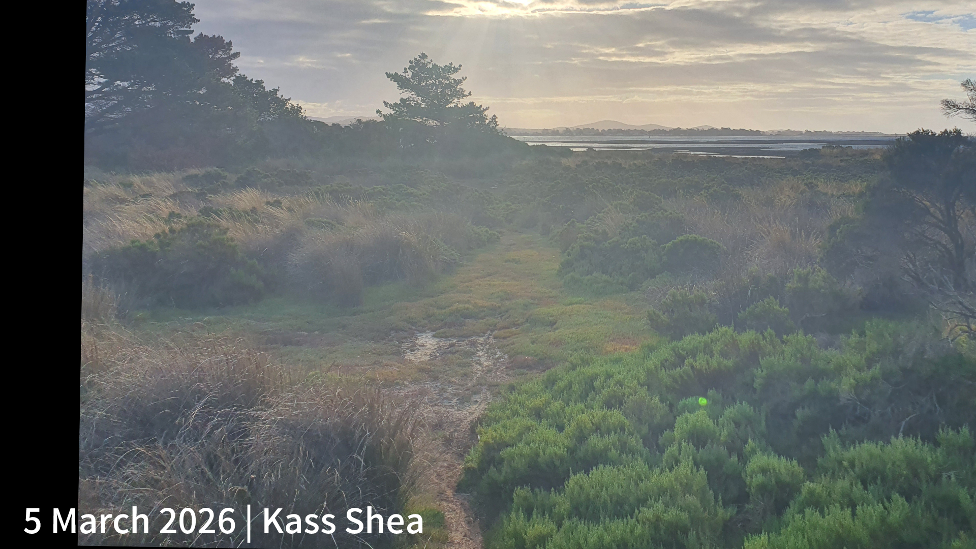 5 March 2026 _ Kass Shea.png