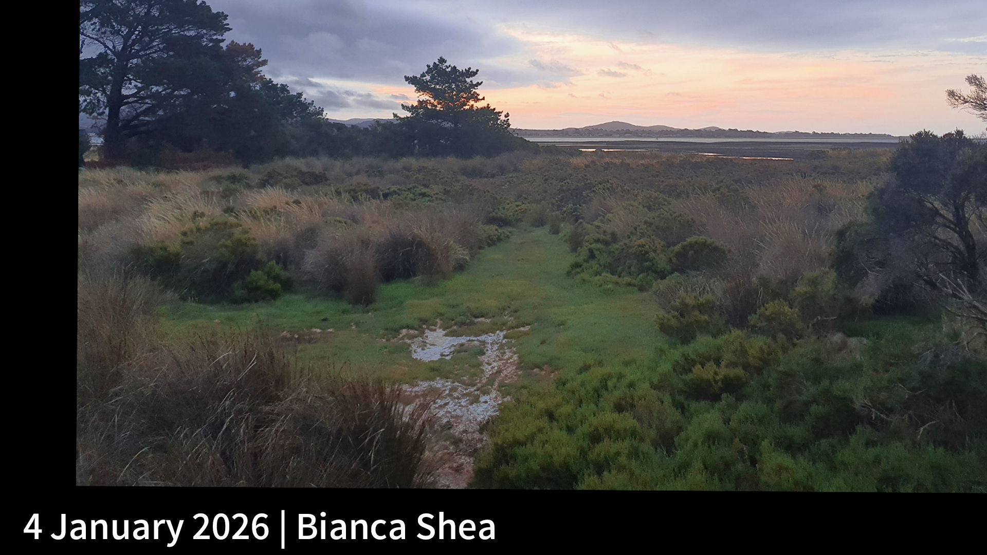 4 January 2026 _ Bianca Shea.png