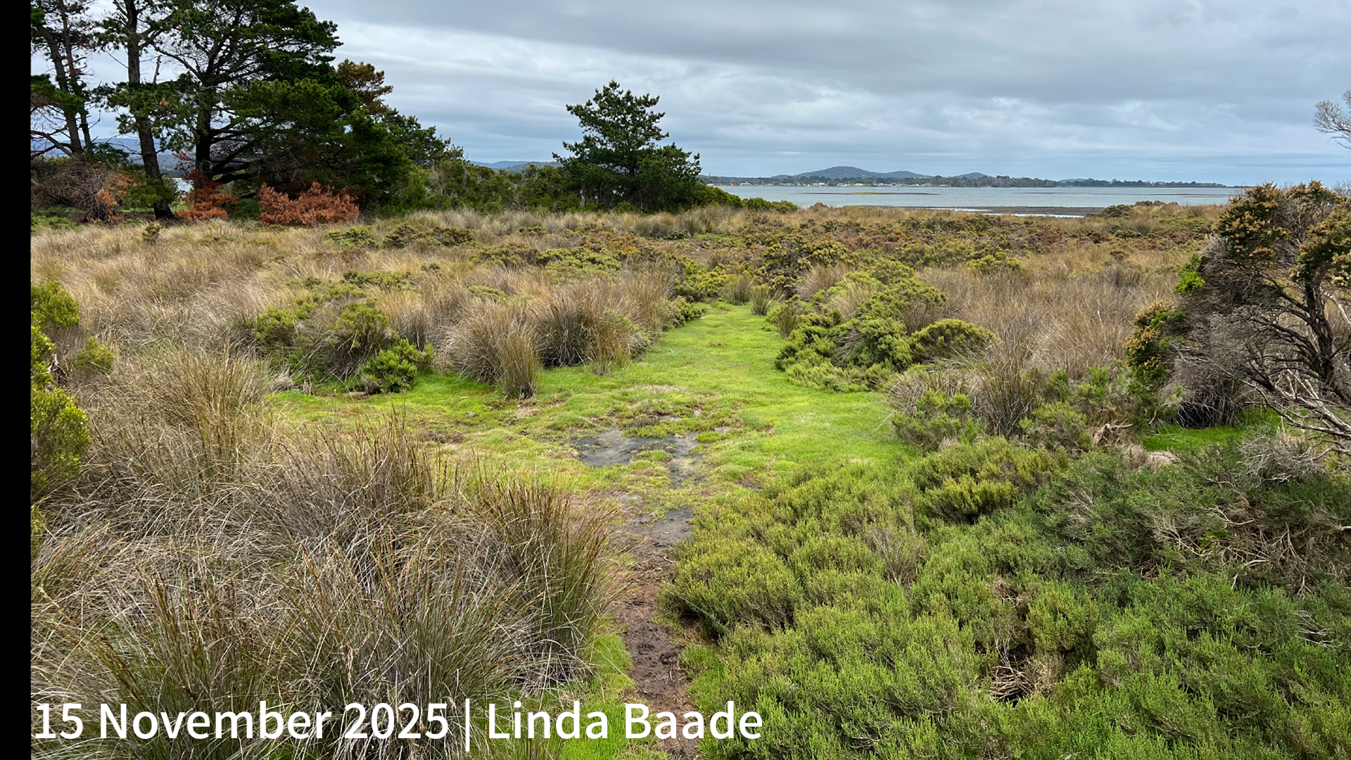 15 November 2025 _ Linda Baade.png
