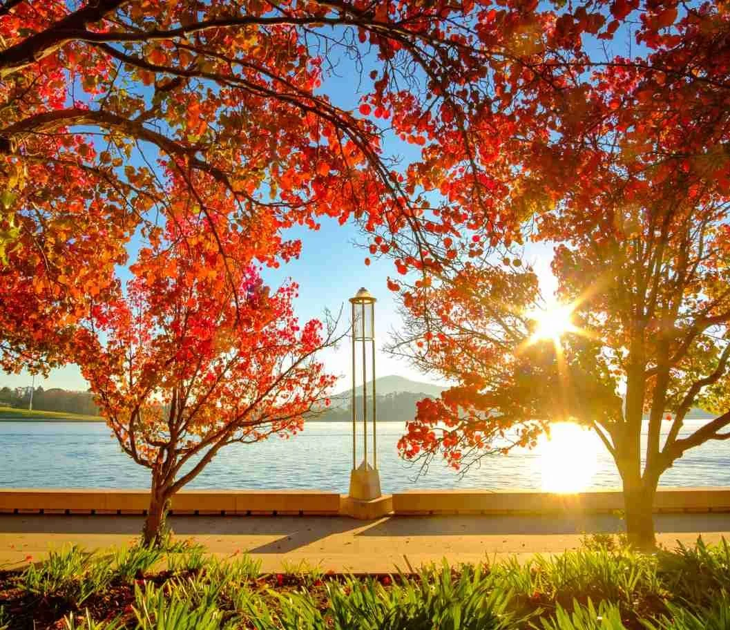 Autumn leaves on tree in canberra with sunrise on the water