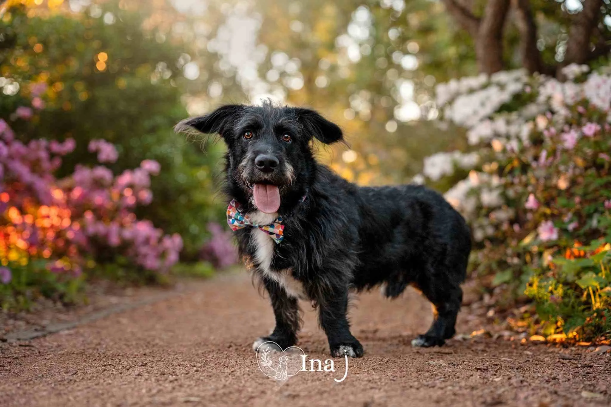 How to take better photos of your dog