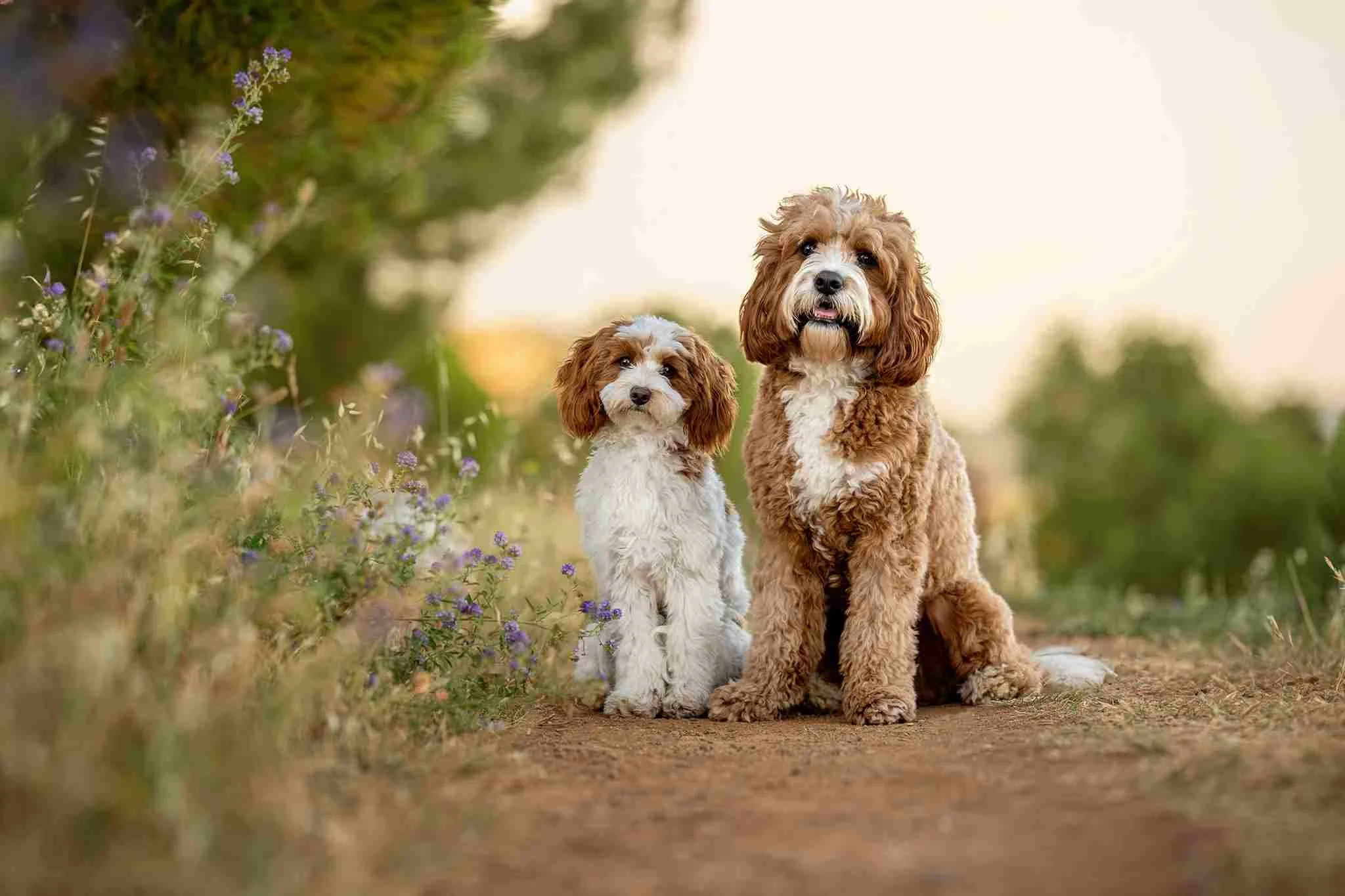 2 tan oodle type breed dogs sitting on a gravel path