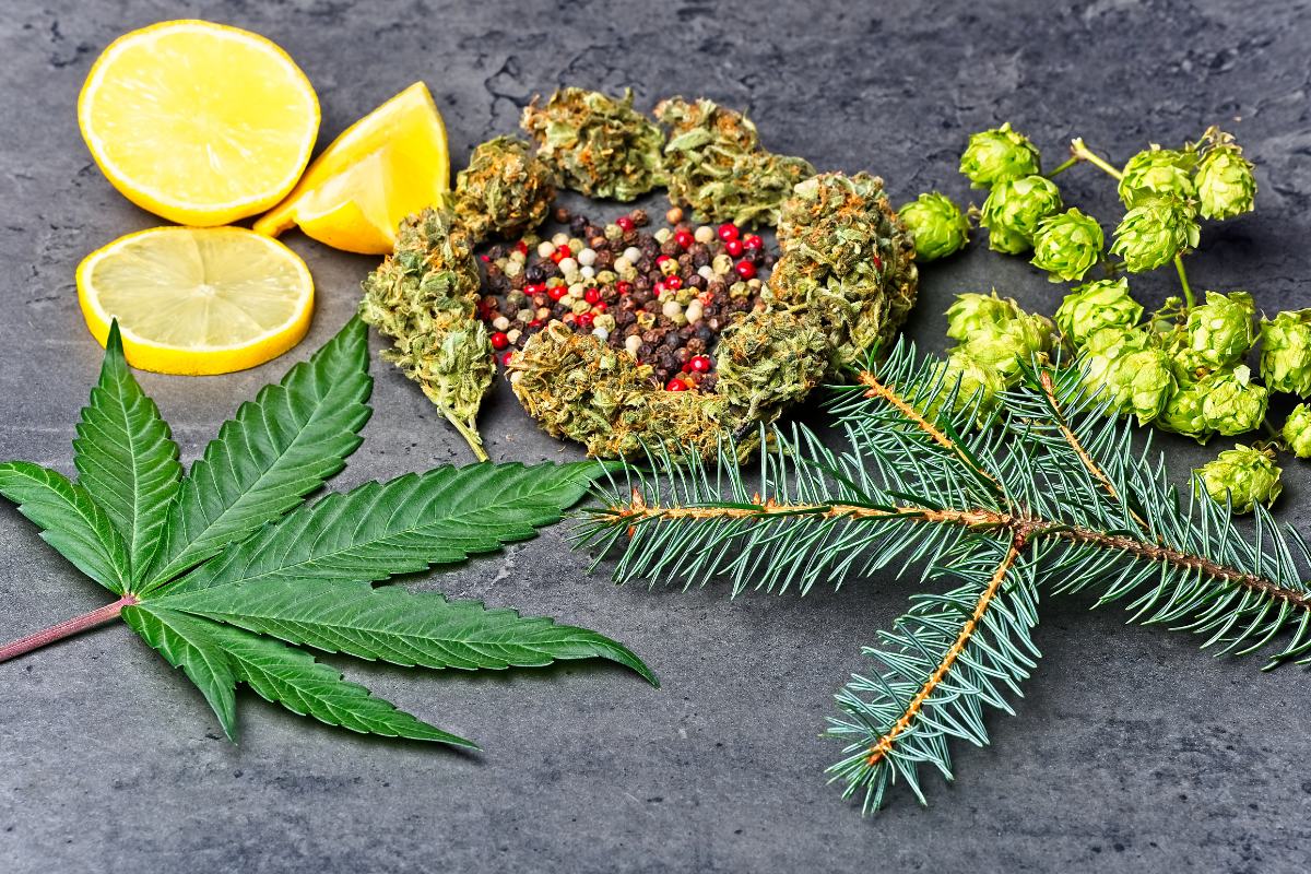 Cannabis leaf and nugs next to pine tree branch, hops, and lemons