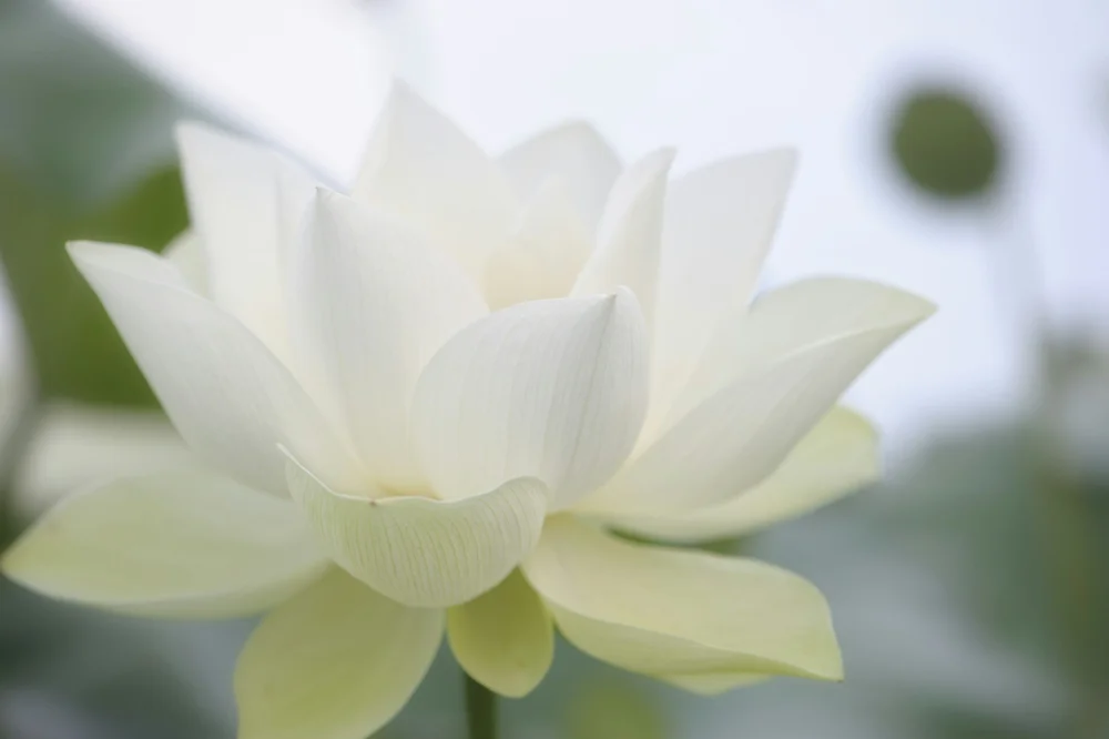 Lotus Health and Psychology