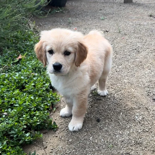 Lupi