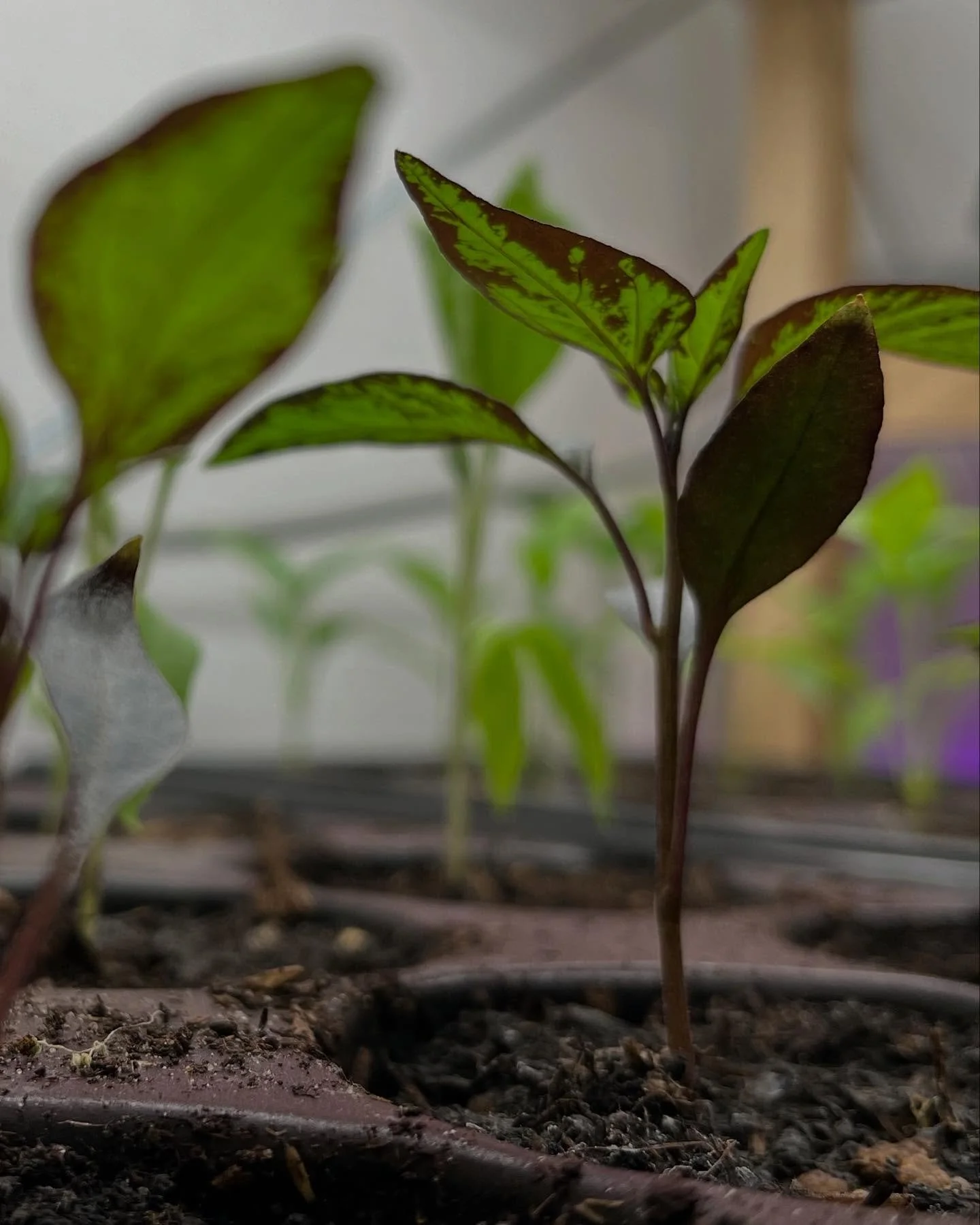 Chilis, Melonenbirnen &amp; Tomaten haben eines gemeinsam: Sie geh&ouml;ren alle zu den Nachtschattengew&auml;chsen und enthalten damit einen besonders tollen Cocktail an Phytochemie. 🤤🧪 Von giftigen Alkaloiden bis hin zu berauschenden Flavonoiden 