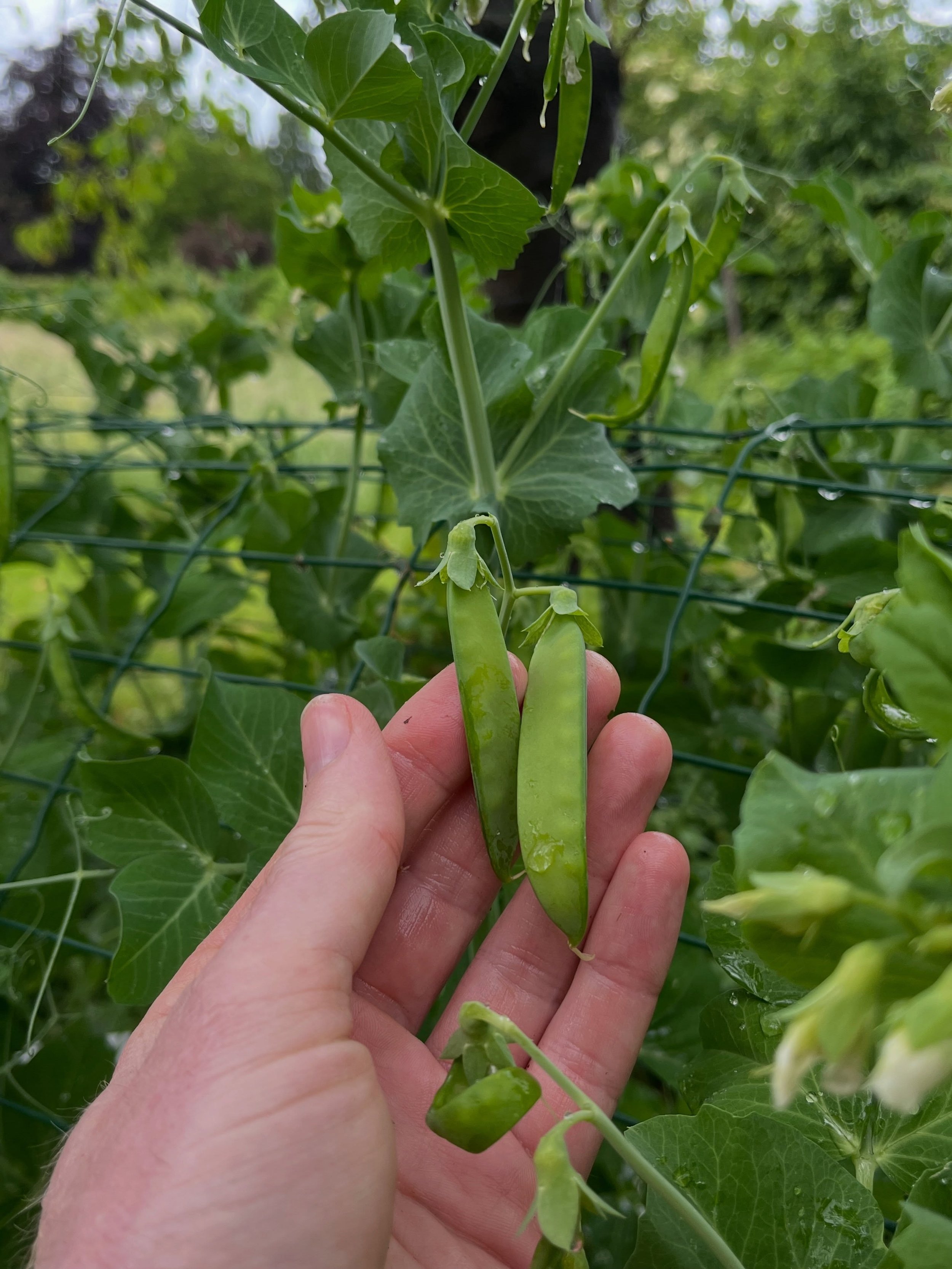 Eine alte Gartenweisheit besagt: Alles, was man angrapscht, w&auml;chst besser! ☝🏻⏩🌱