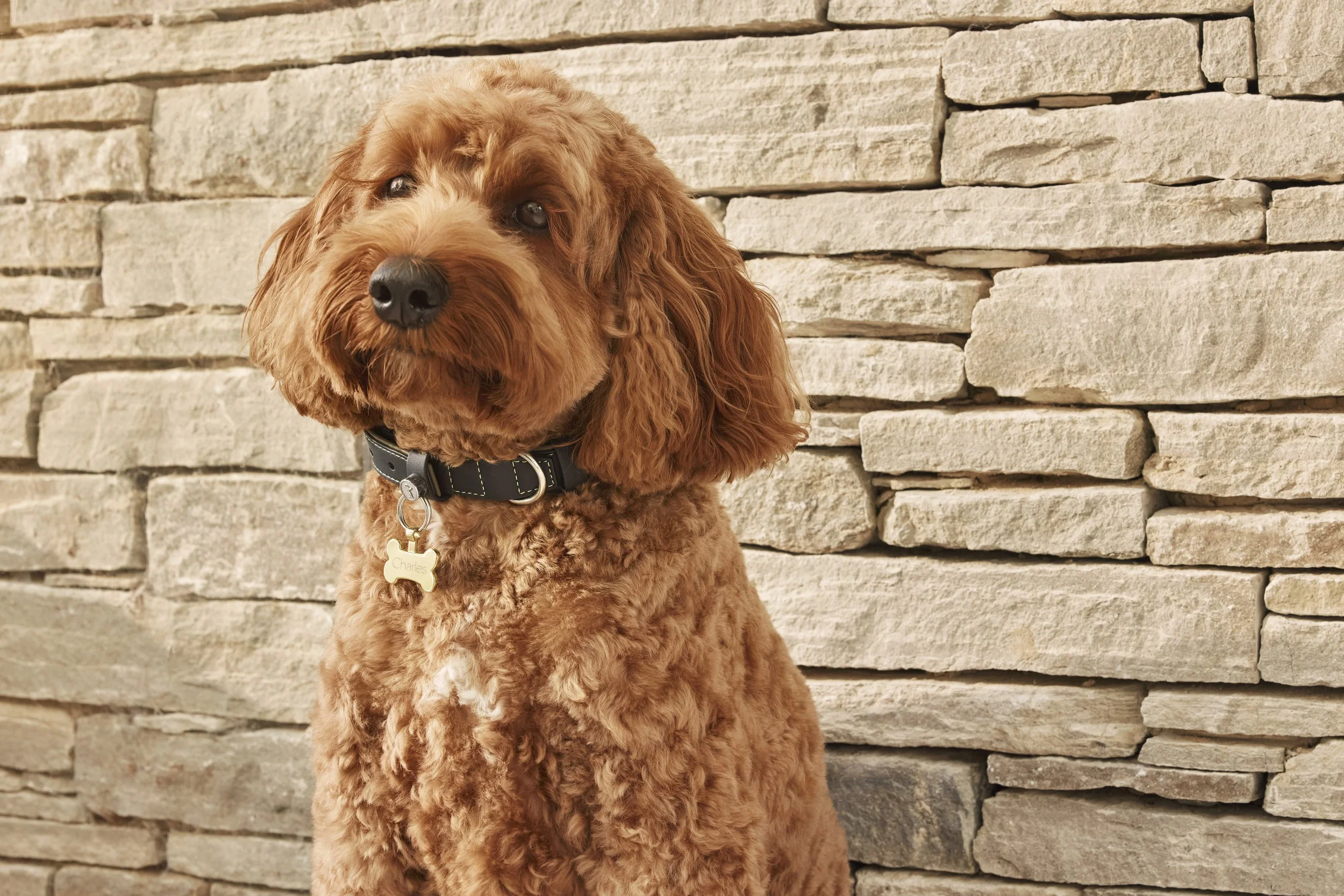 RR LOC COLLAR 2 v2.jpeg