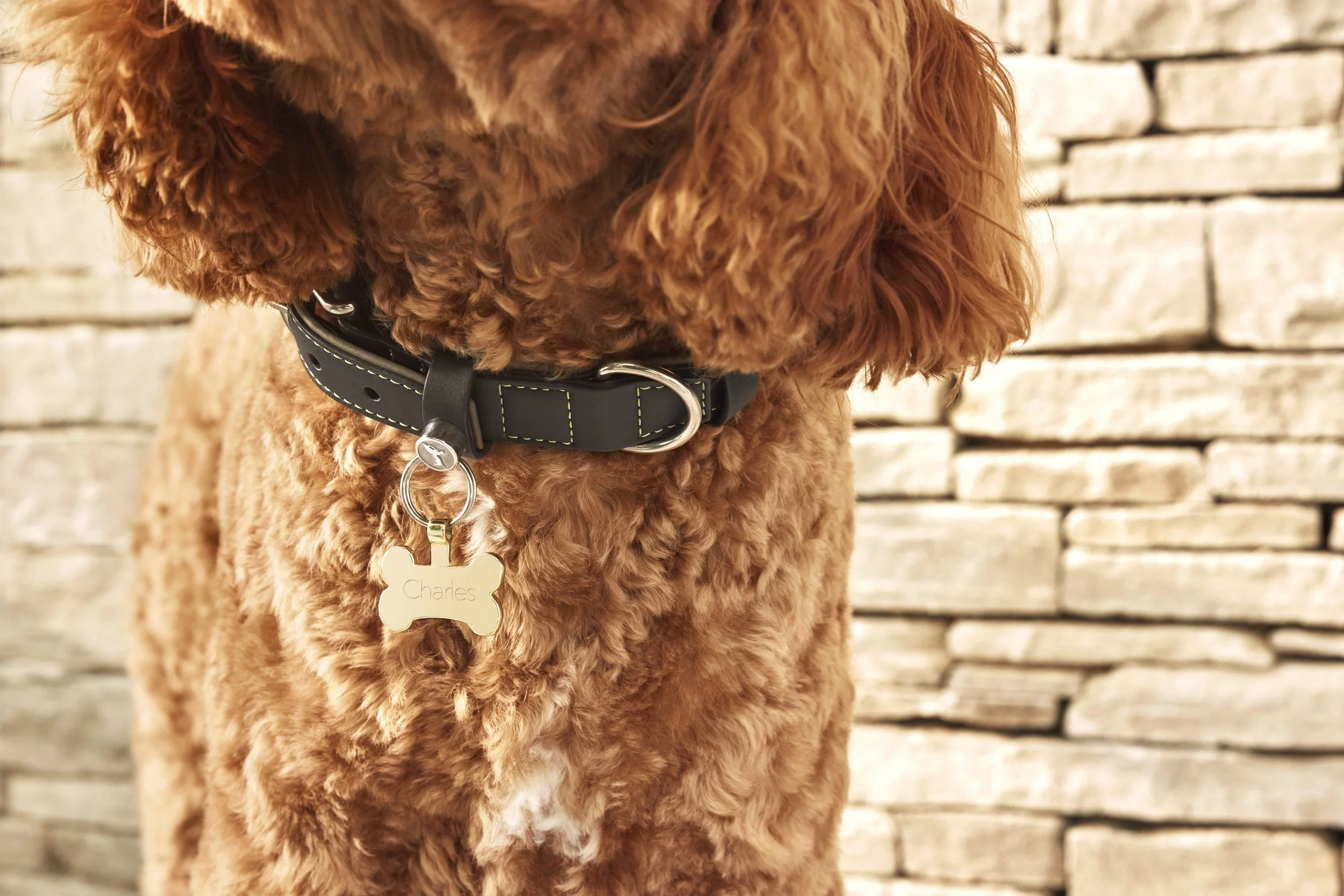 RR LOC COLLAR 3 v3.jpeg