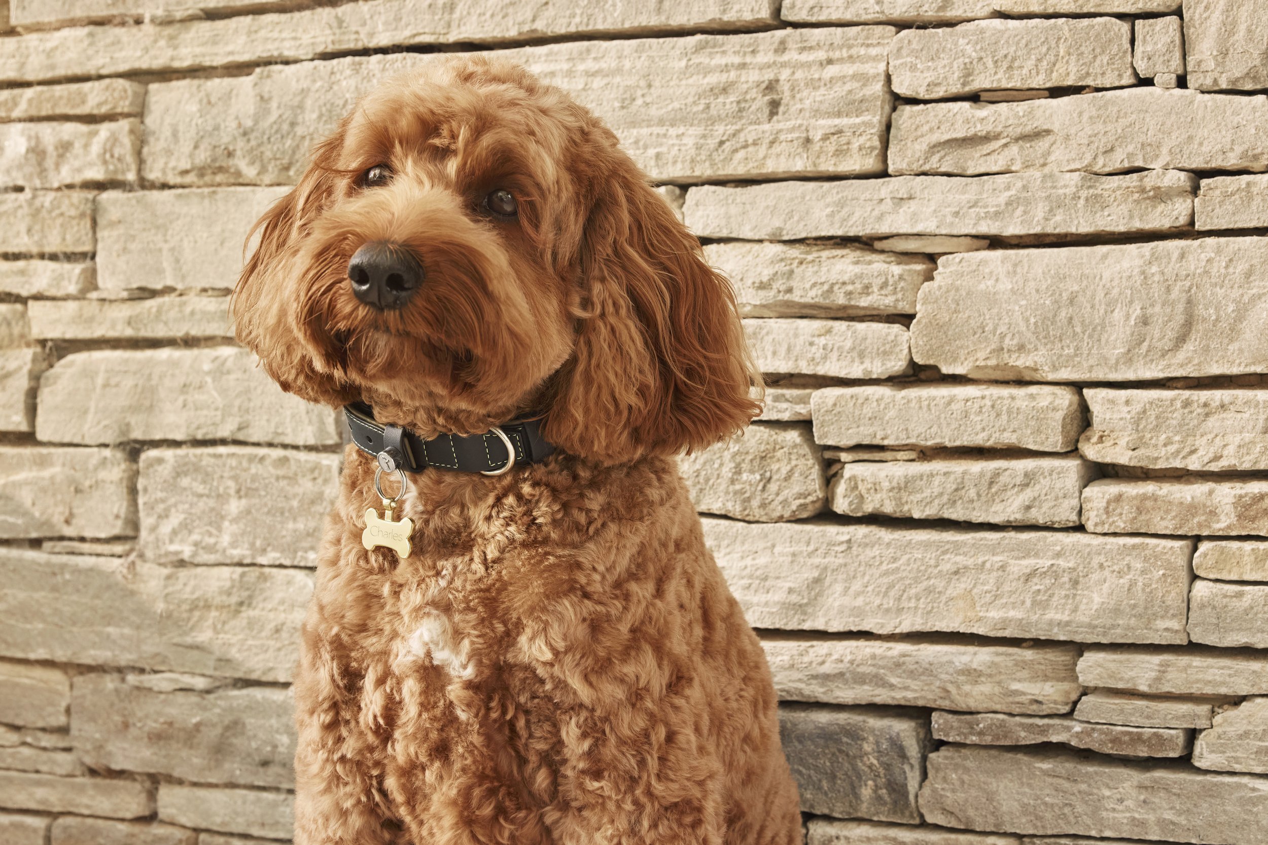 Fluffy brown dog wearing a RR collar