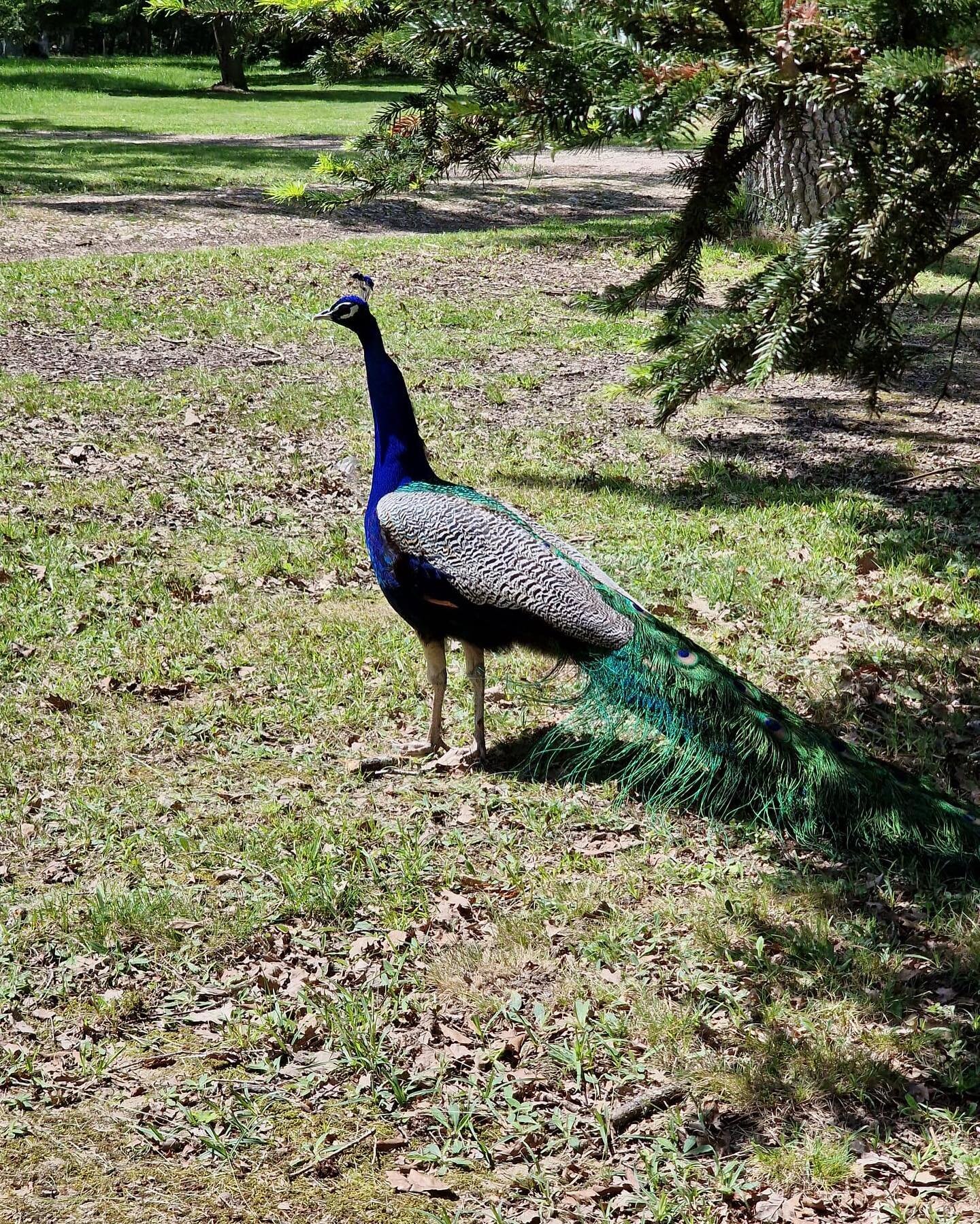 Exotic wildlife in our area 🦚