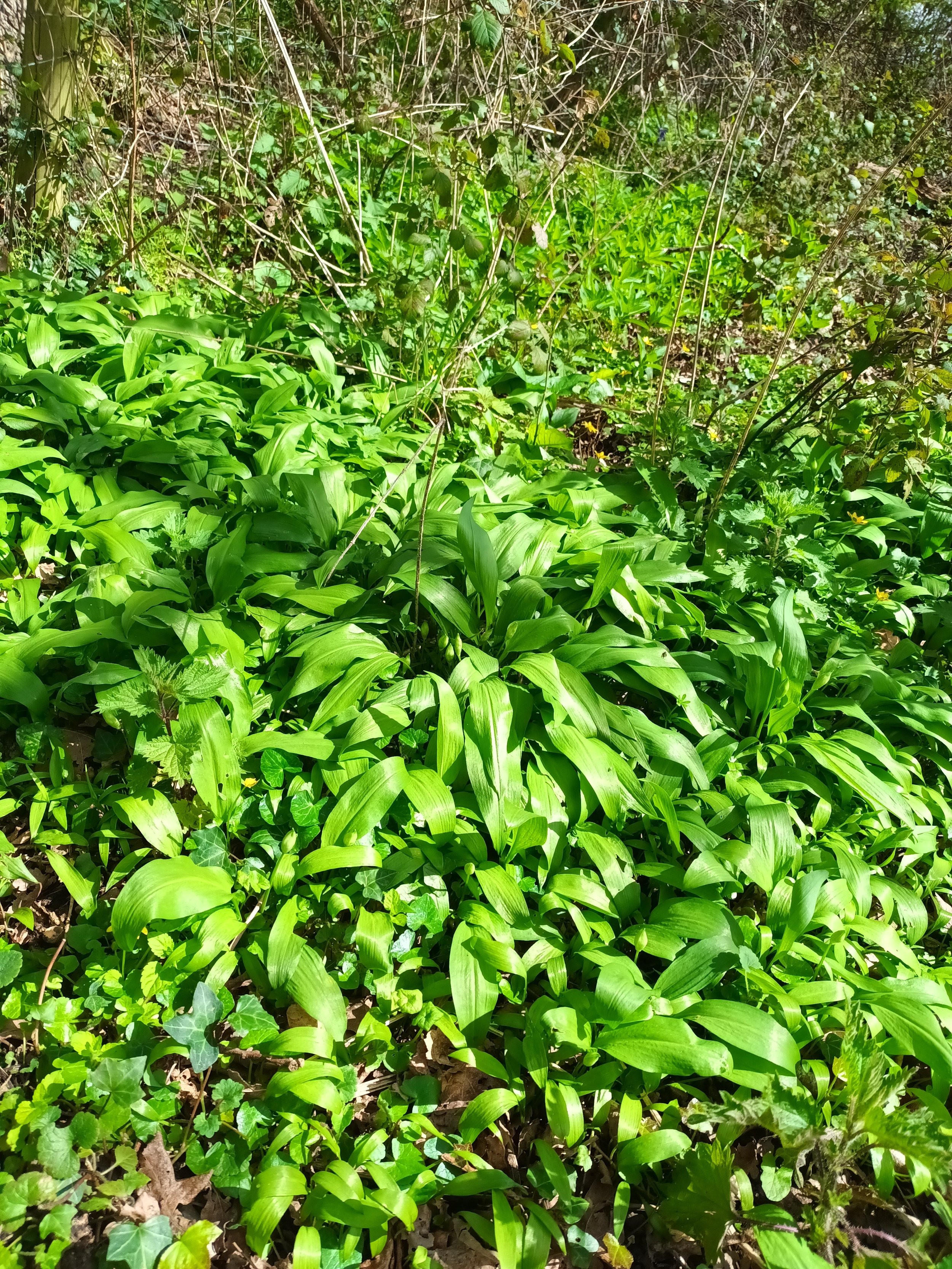 Wild Garlic