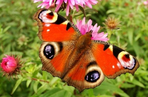 Peacock Butterfly (002).jpg