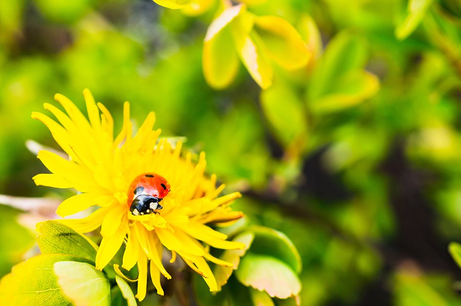 Wild Wednesday's - Meadow Sweep