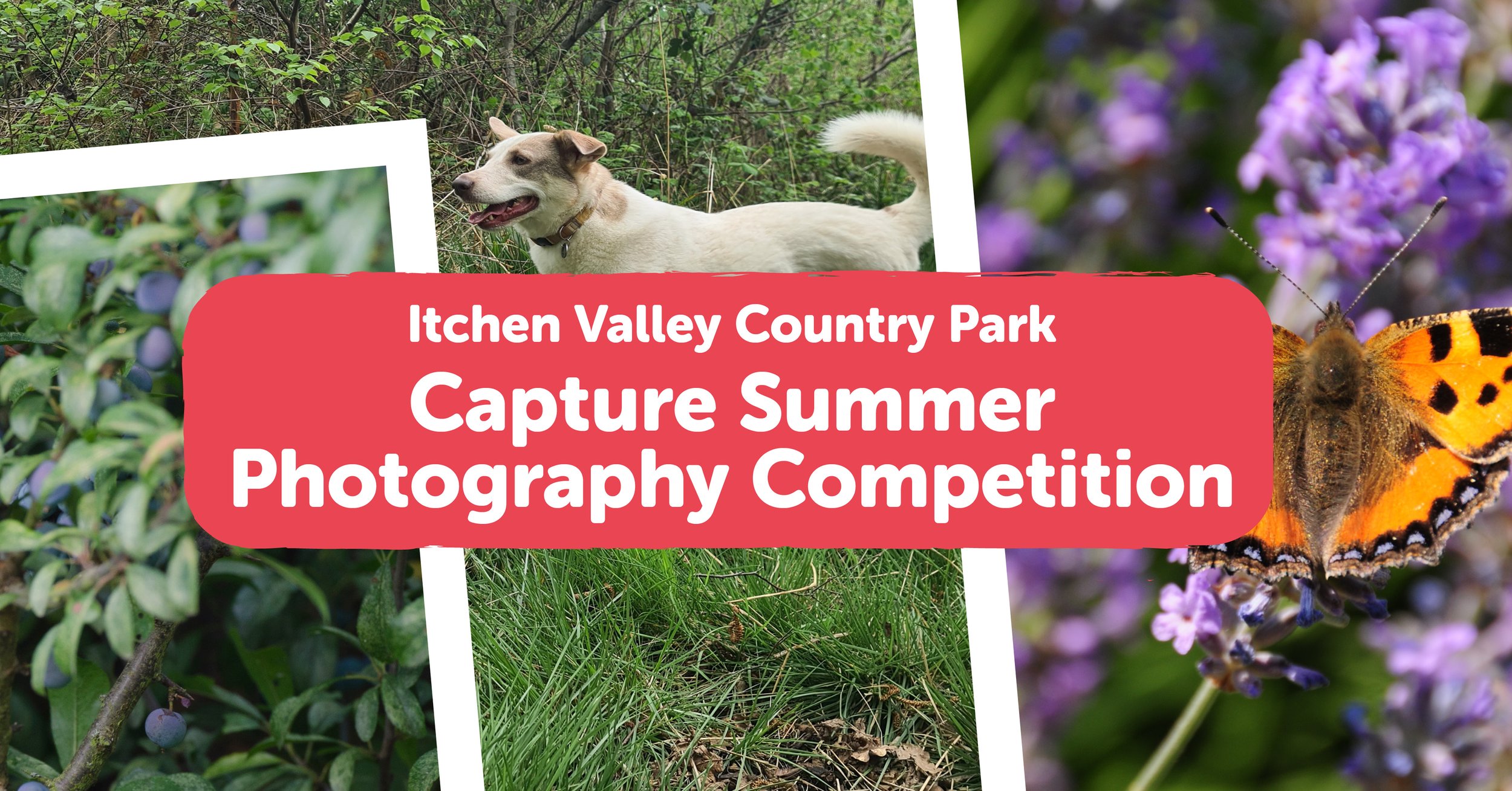 Capture Summer at Itchen Valley