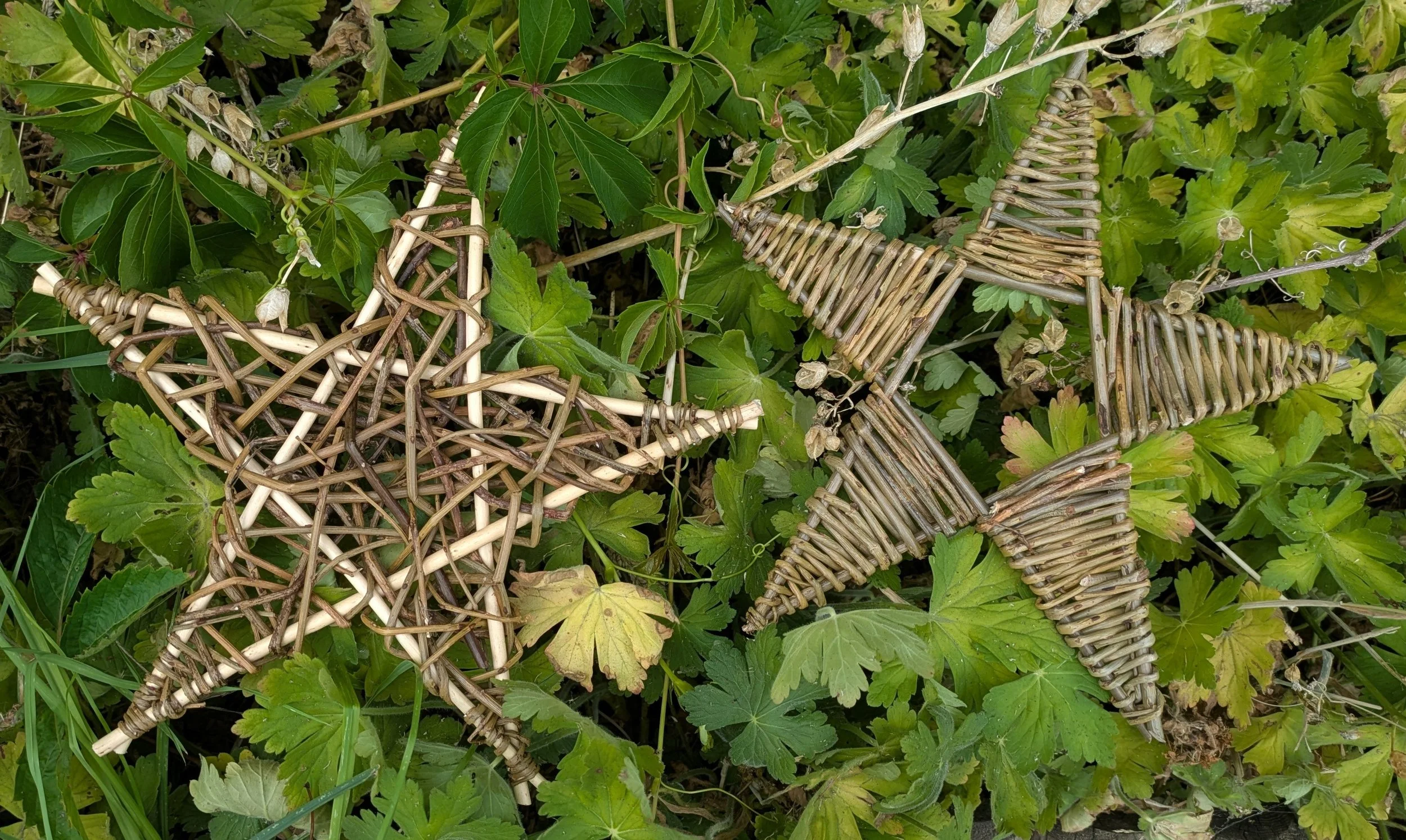 Festive Willow Stars