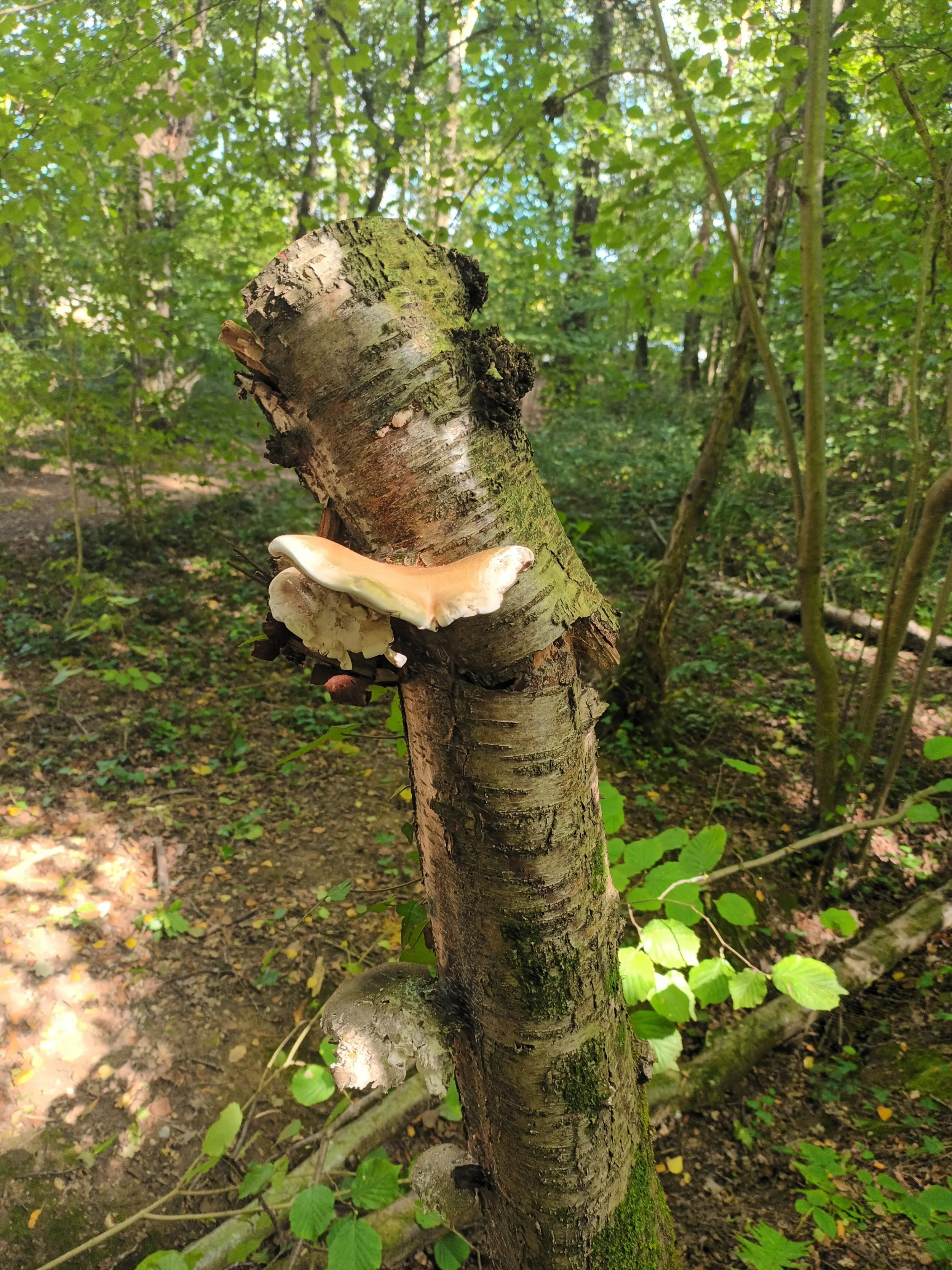 Birch Polypore (Razorstrop).jpg