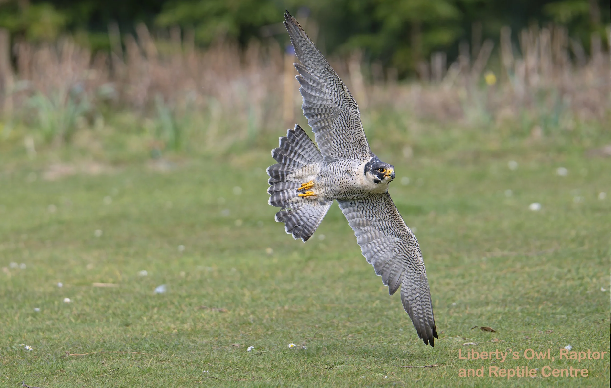 Liberty’s Falconry Display