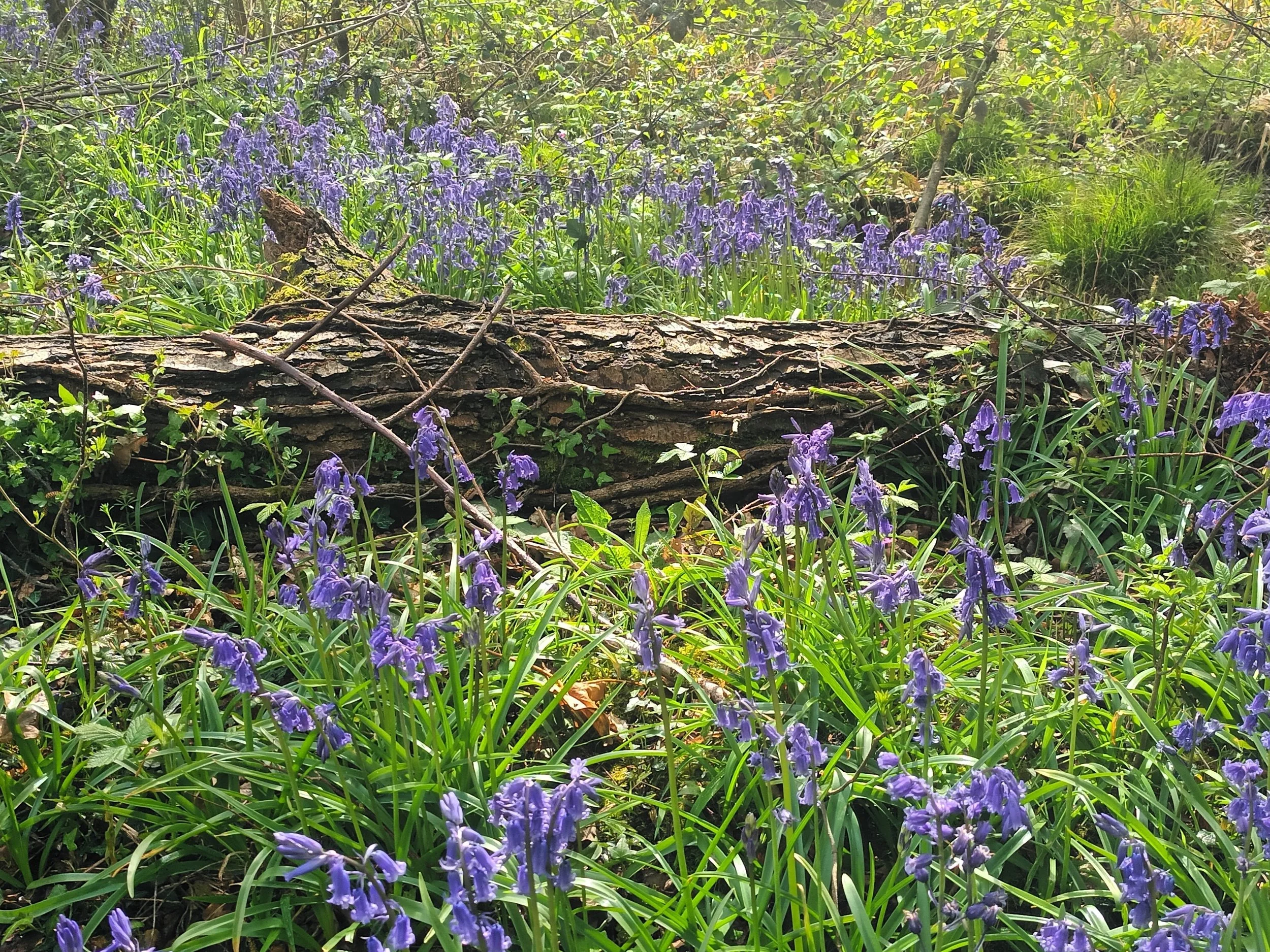 Bluebells- A Woodland Treasure