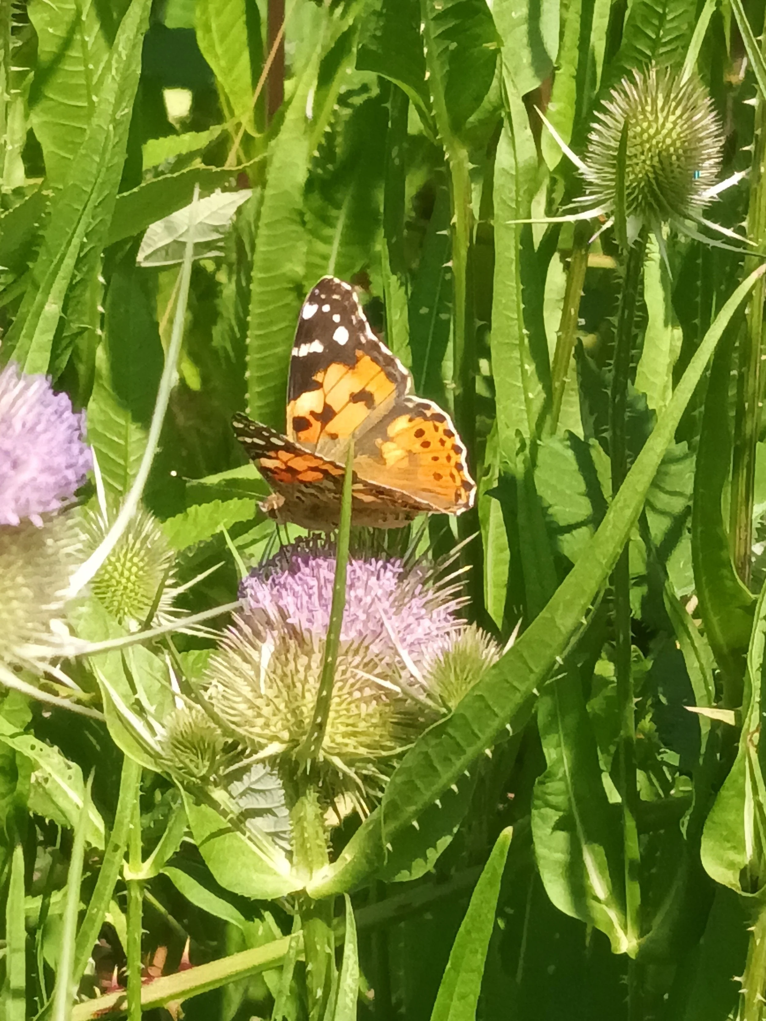 A good year for butterflies?